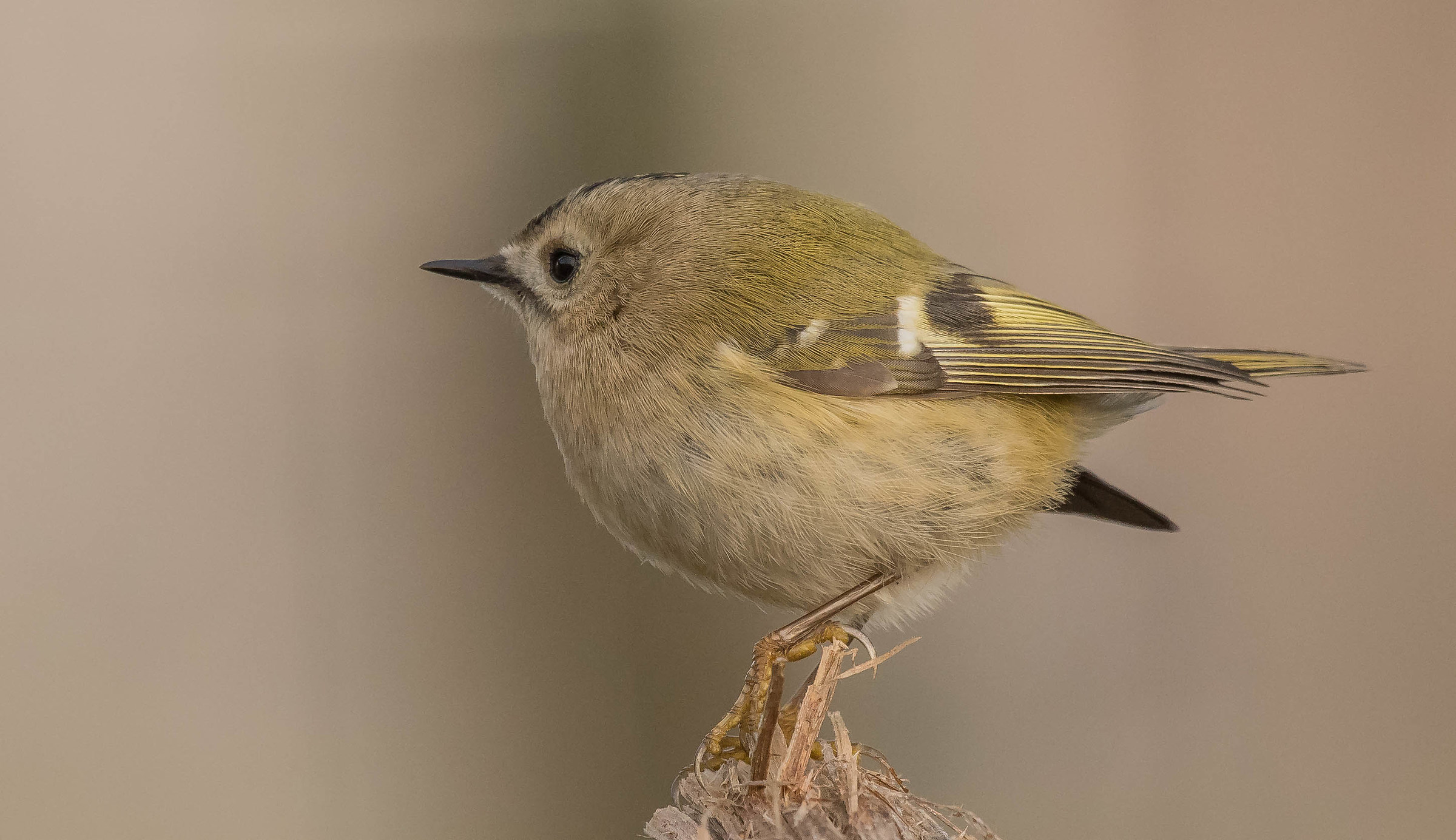 sanvizinzèn (regolo)