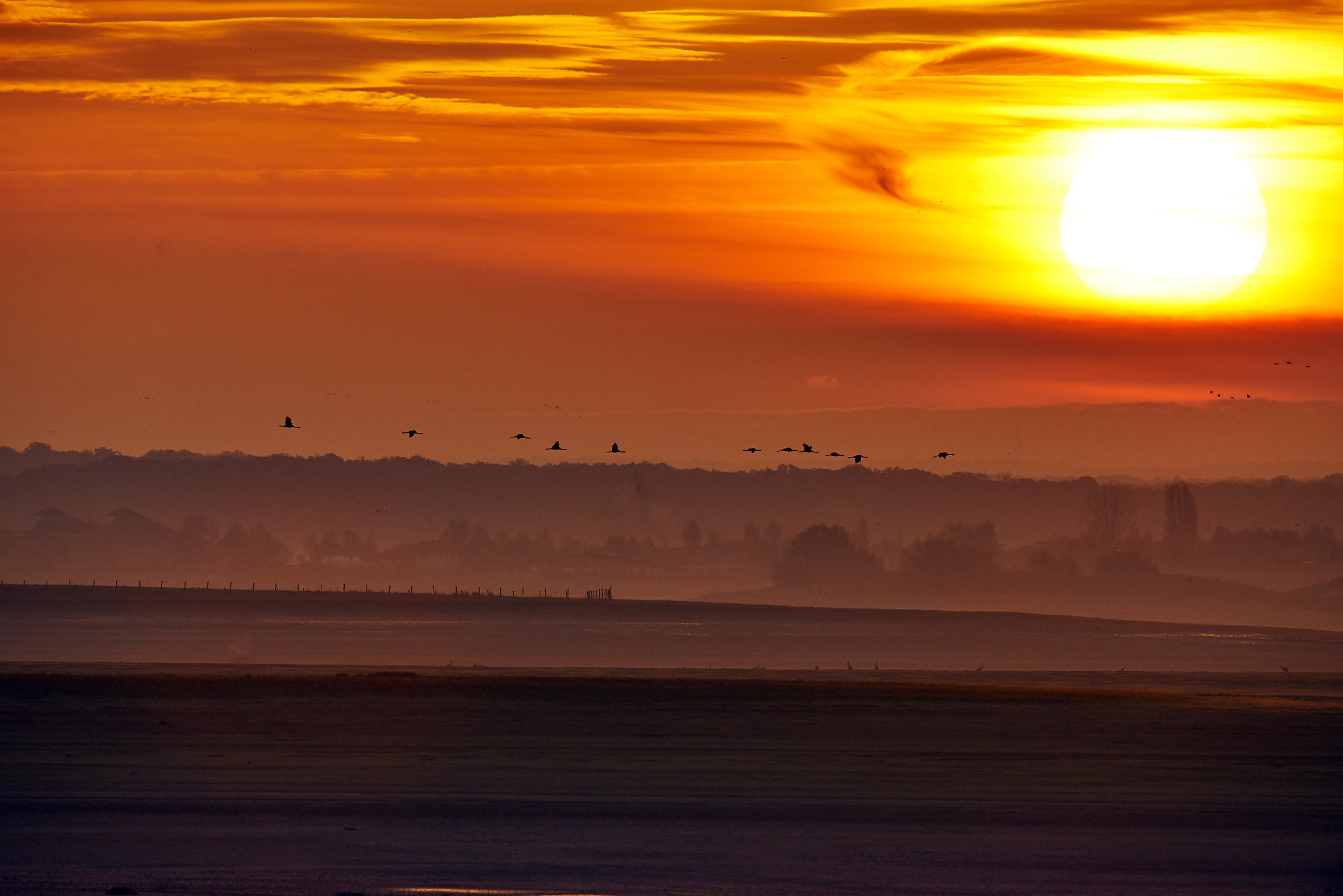 Volo di gru all'alba