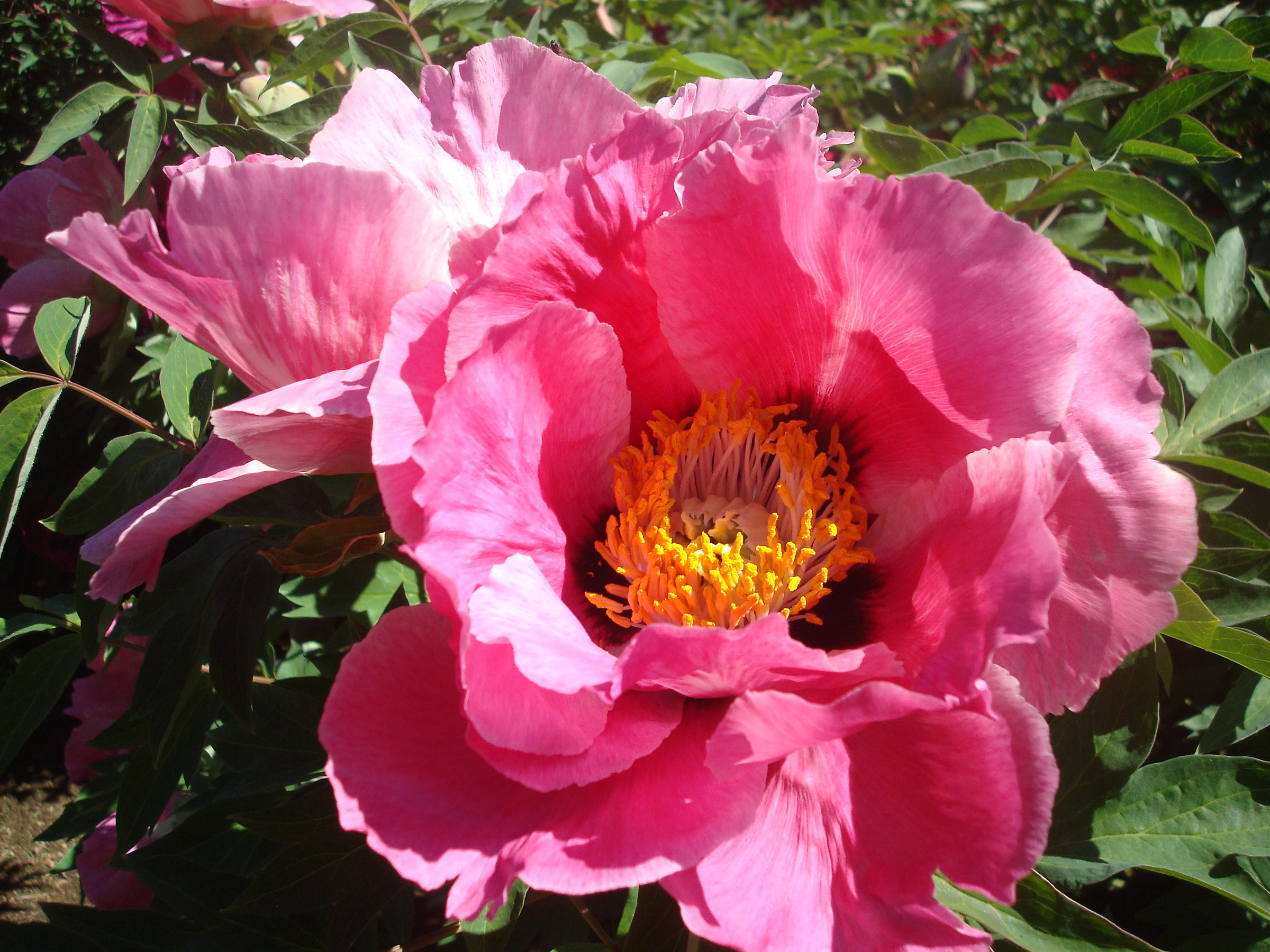 peonie