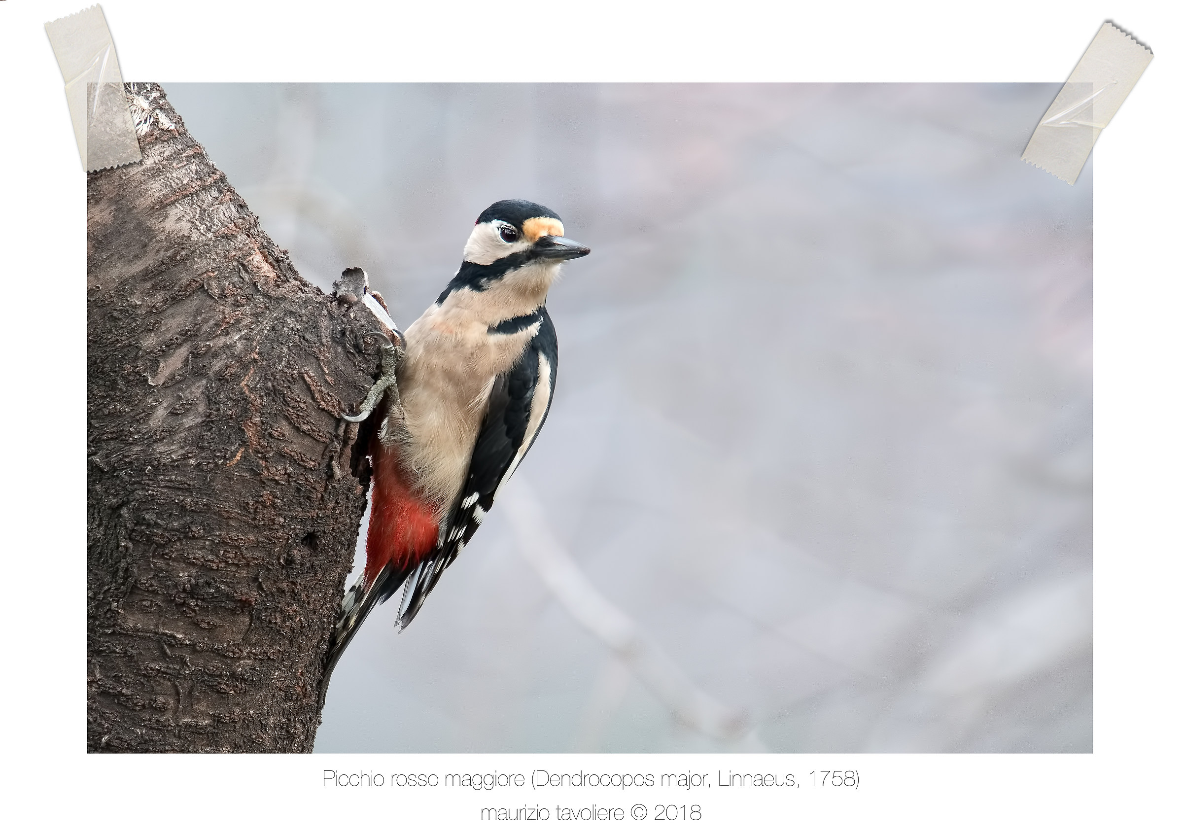 Great spotted woodpecker