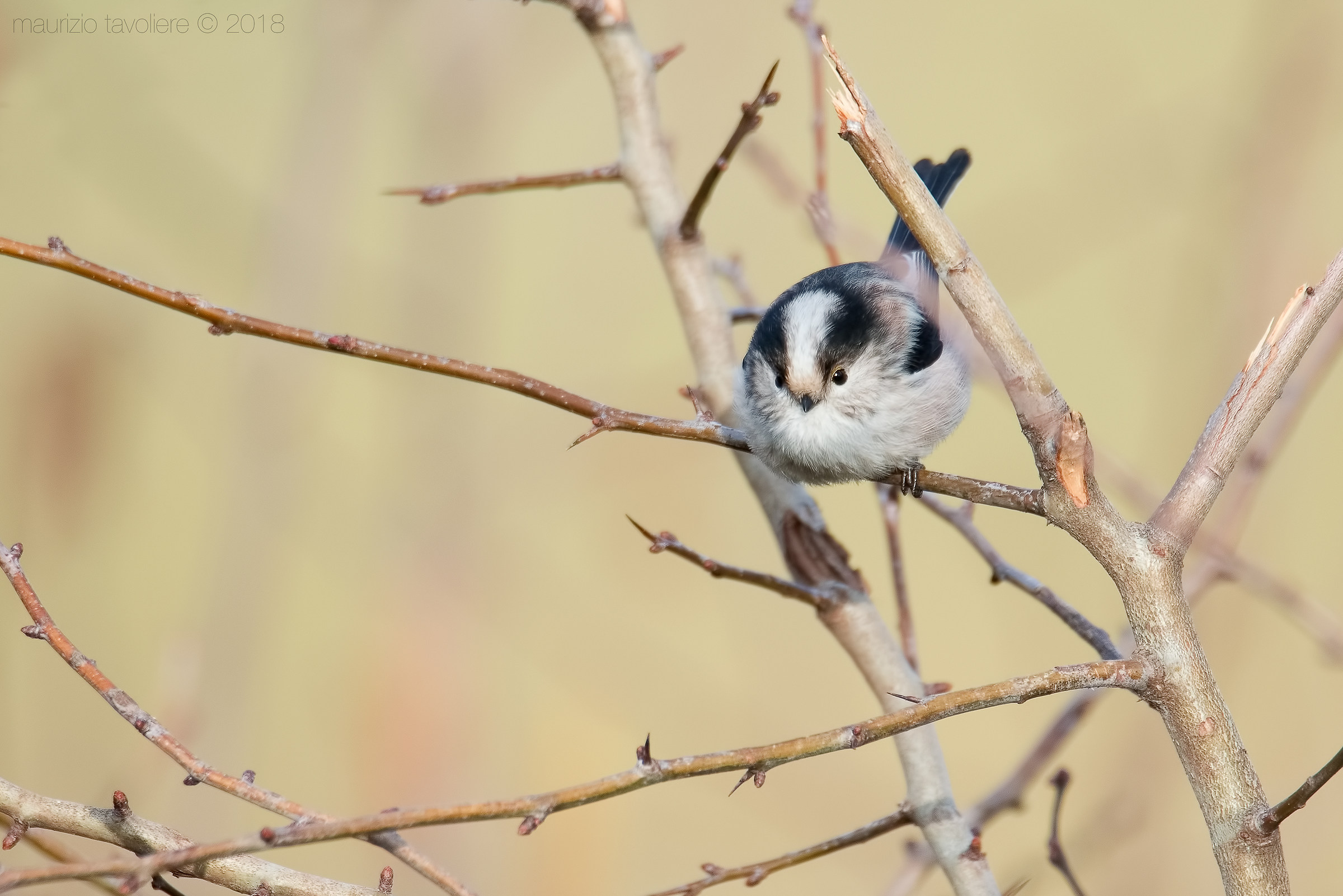 The little Codibugnolo