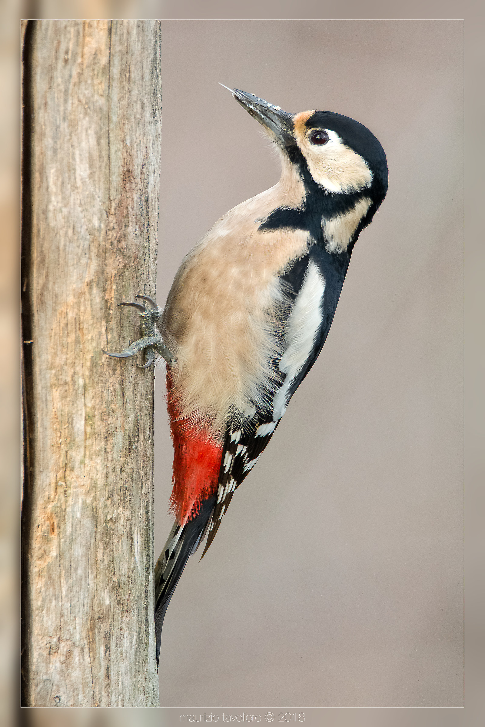 Picchio rosso maggiore