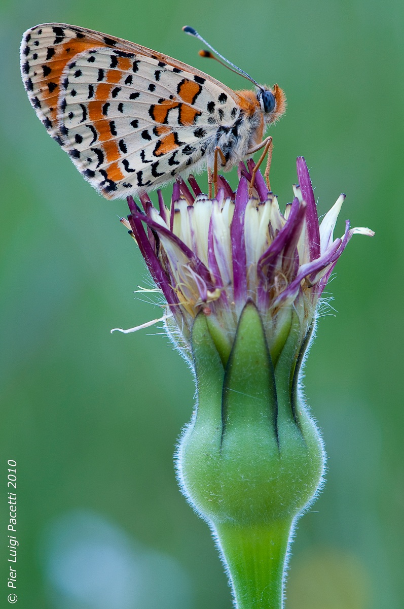Melitaea Dydima