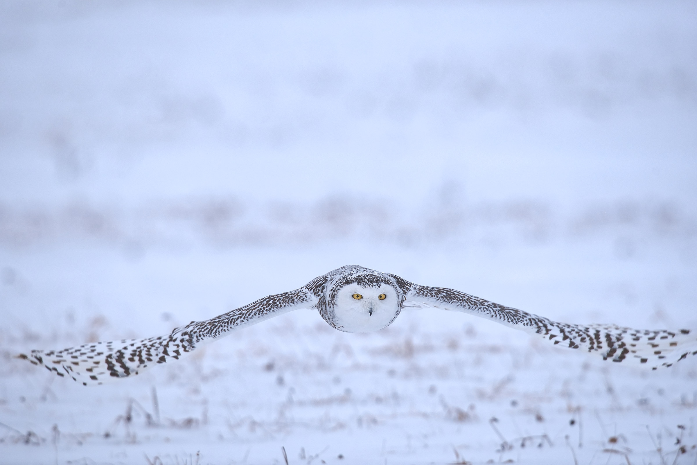 Snowy Owl