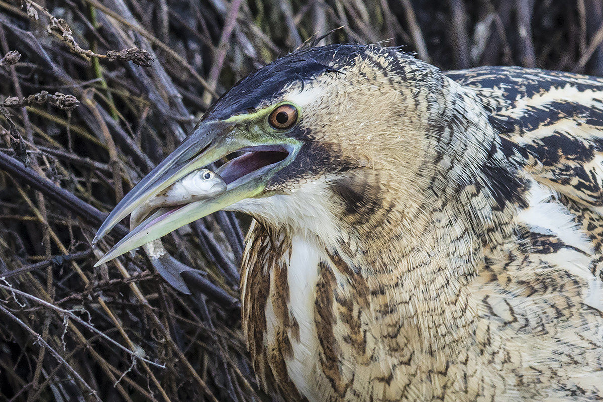 the fishing of the bittern (botaurus stellaris)