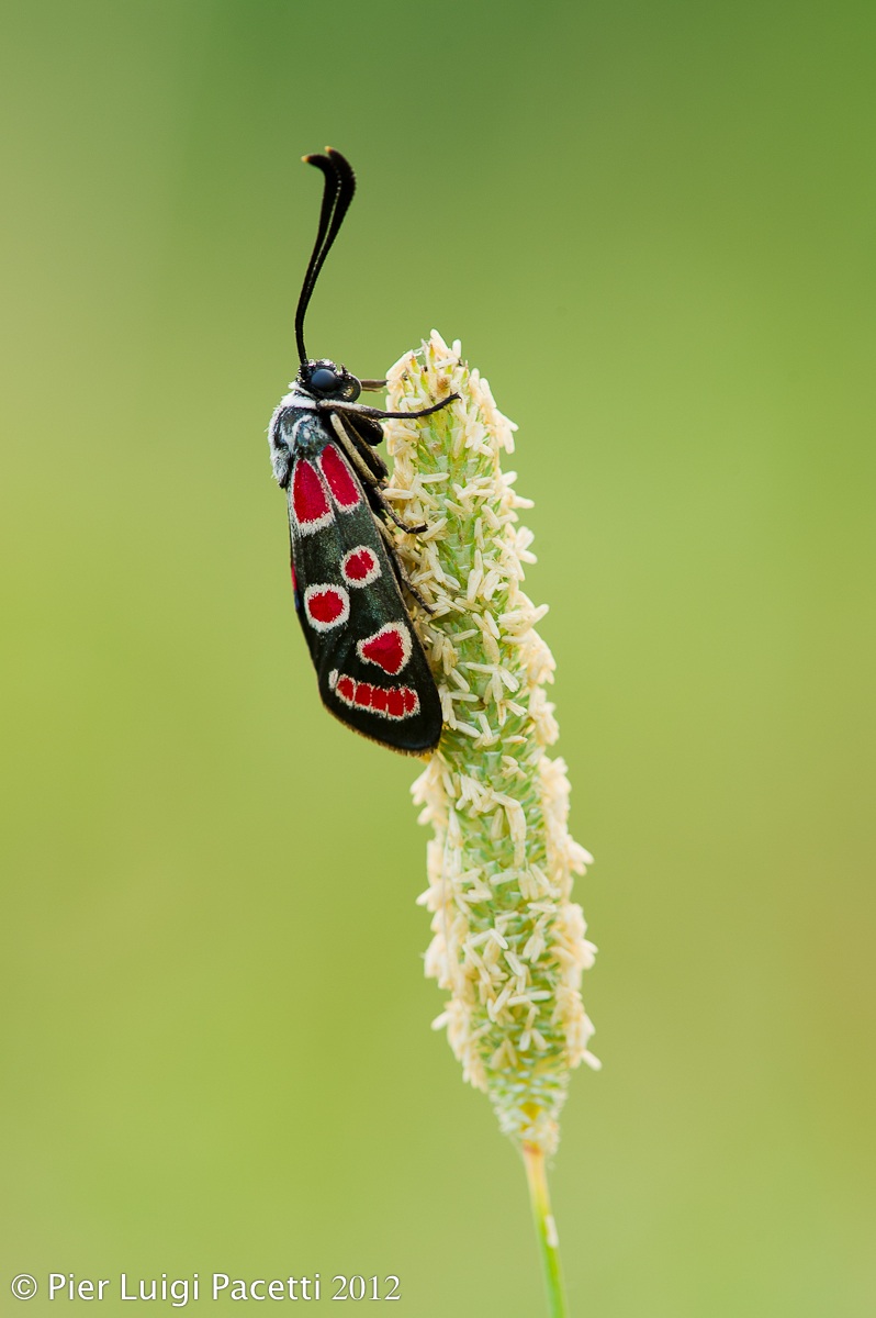 Zygaena sp.