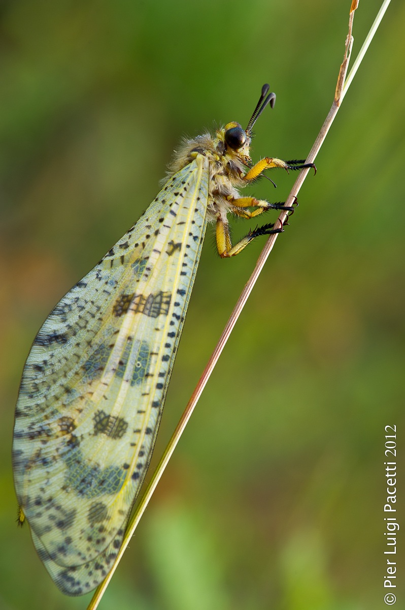 Palpares libelluloides