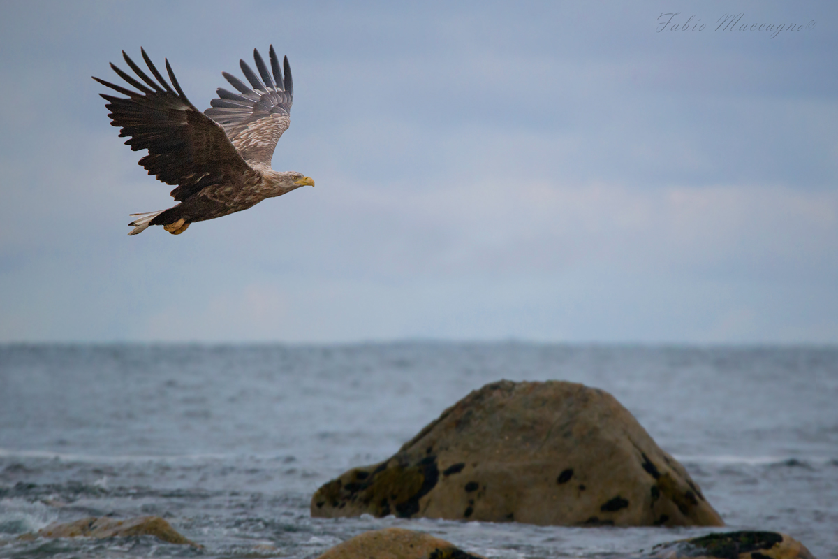 The wings of Freedom