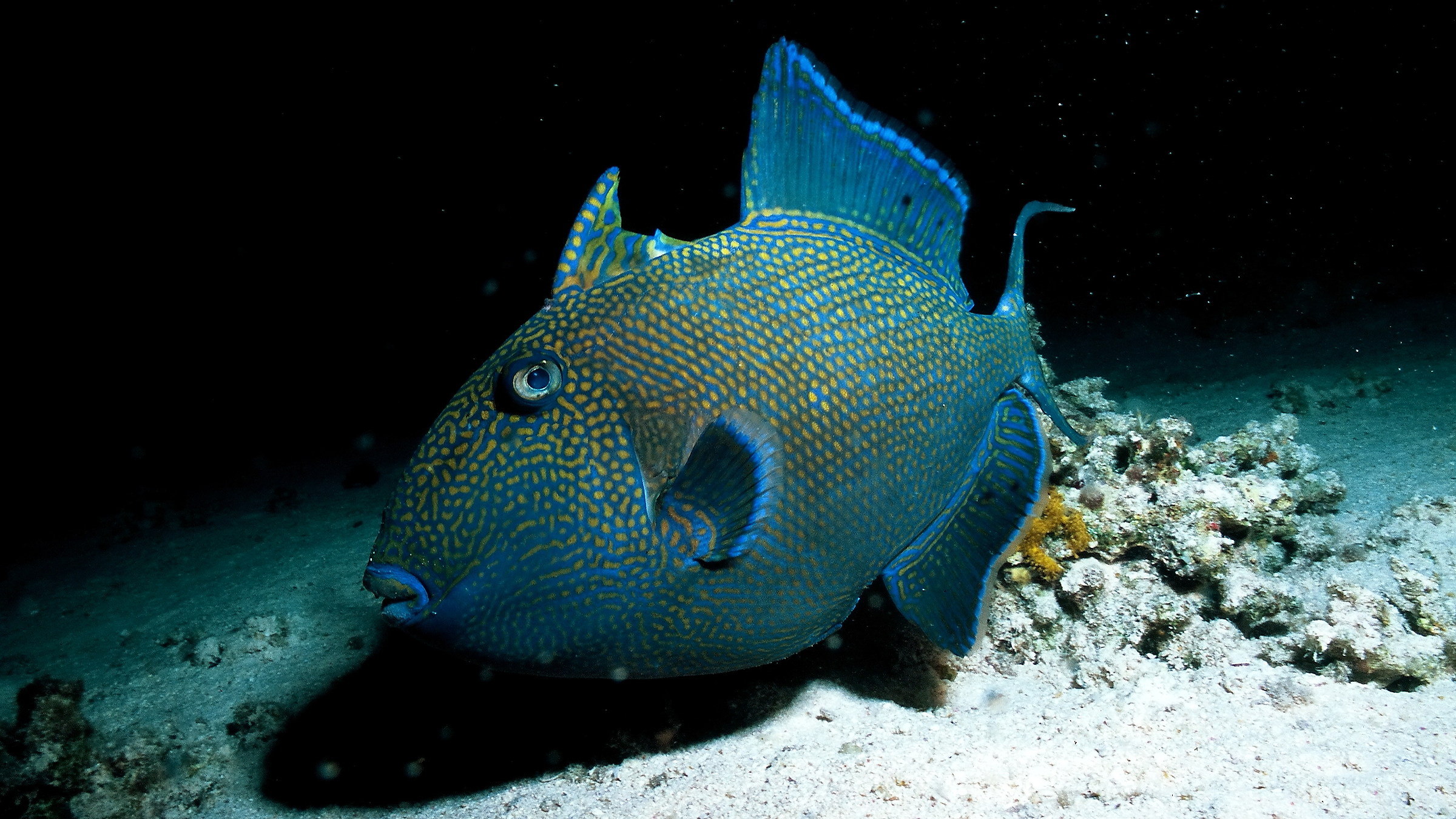 Pesce Balestra Blu (immersione notturna)