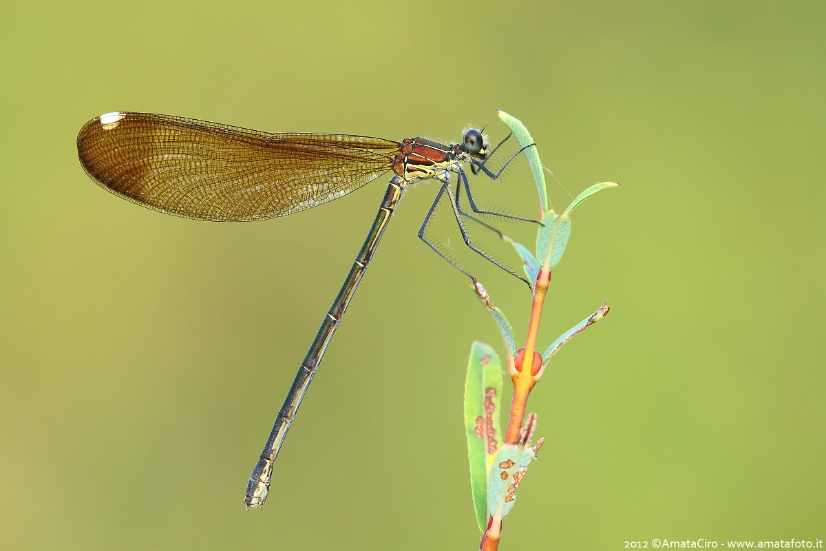 Calopteryx haemorrhoidalis (Vander Linden, 1825)