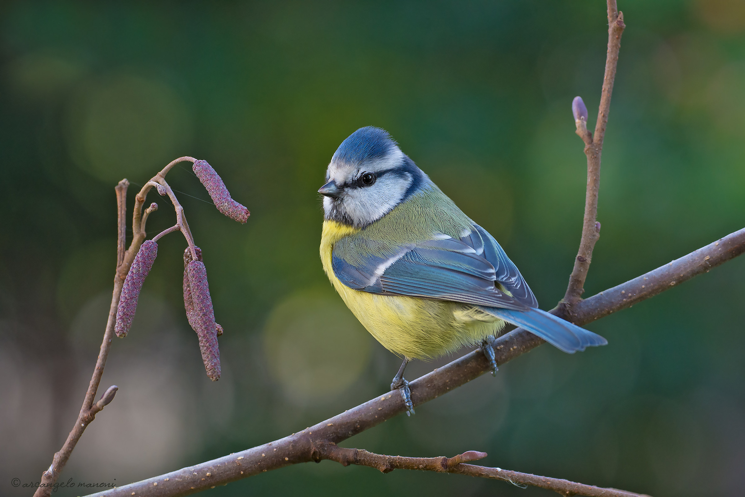Blue tit of 2018