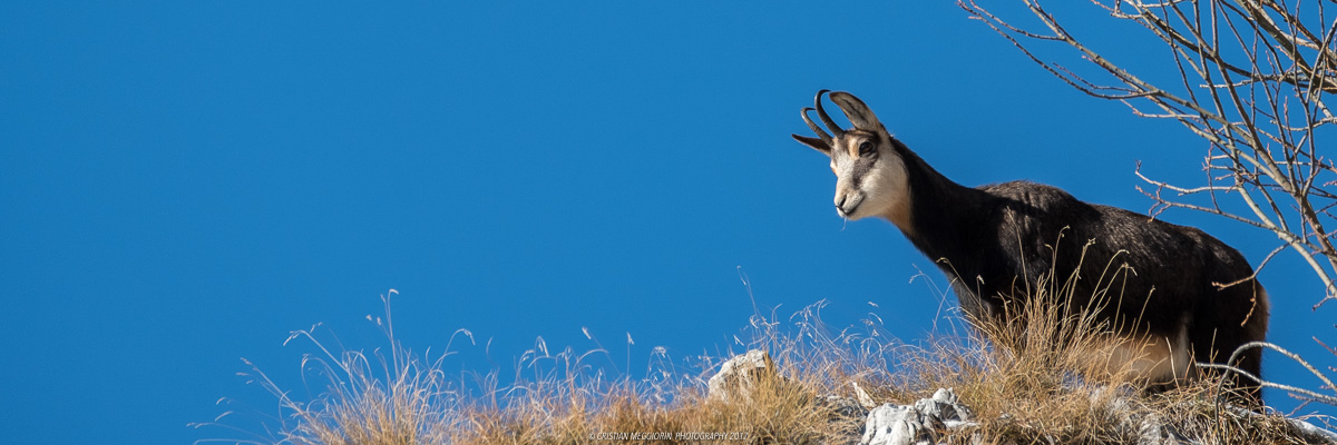 I control you - Chamois