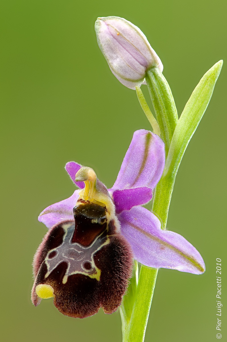 Ophrys Ophrys x apifera bertolonii