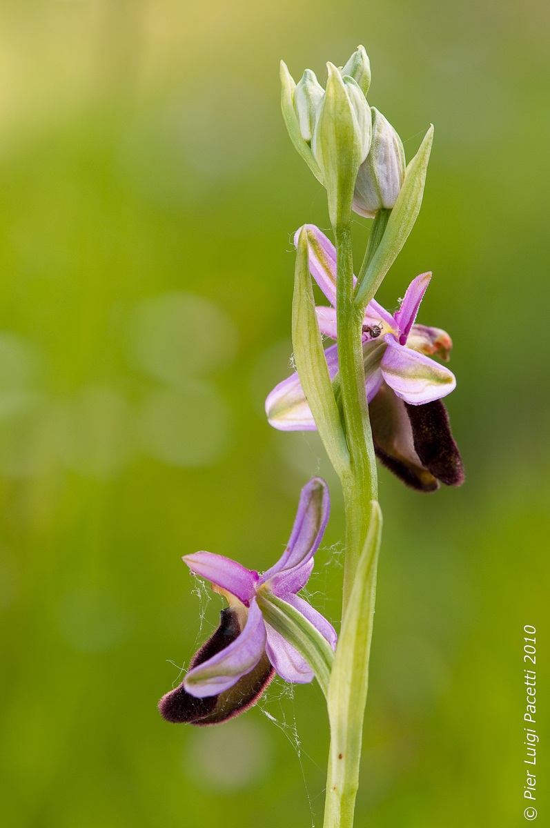 Ophrys bertolonii ..... view from behind