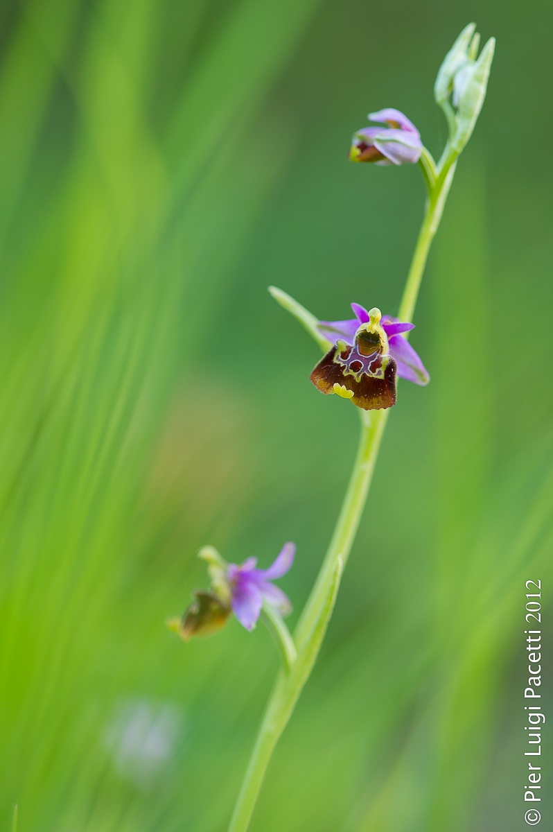 Ophrys holosericea