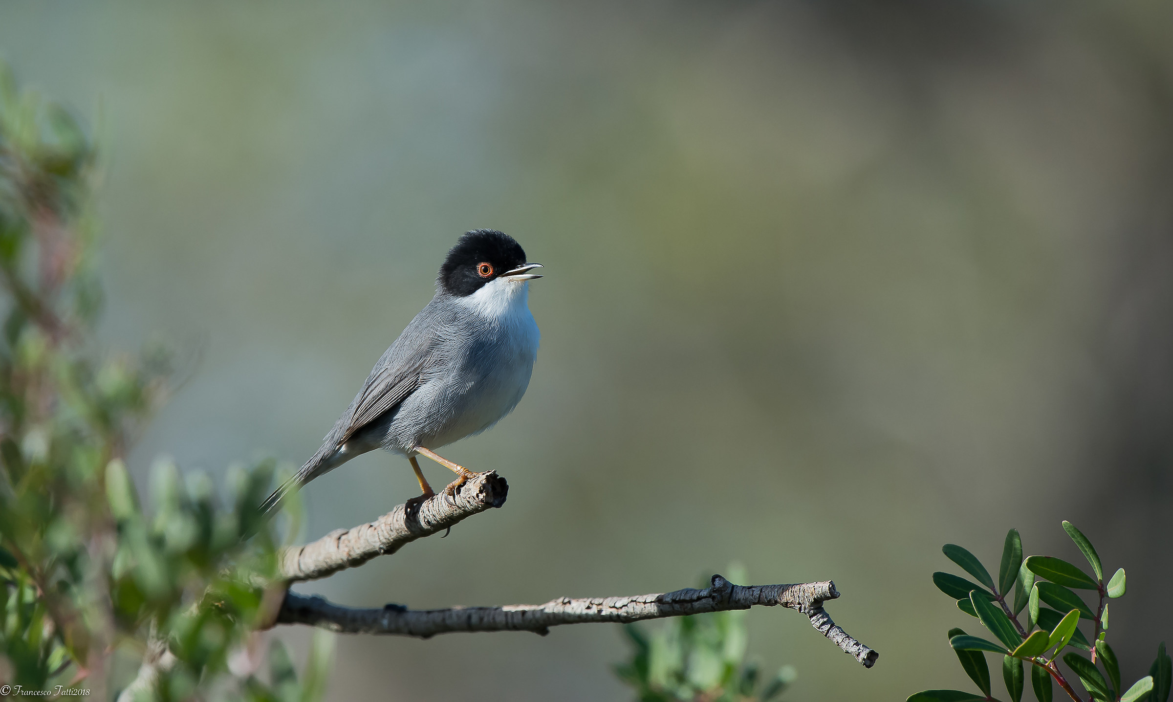 Occhiocotto Canterino