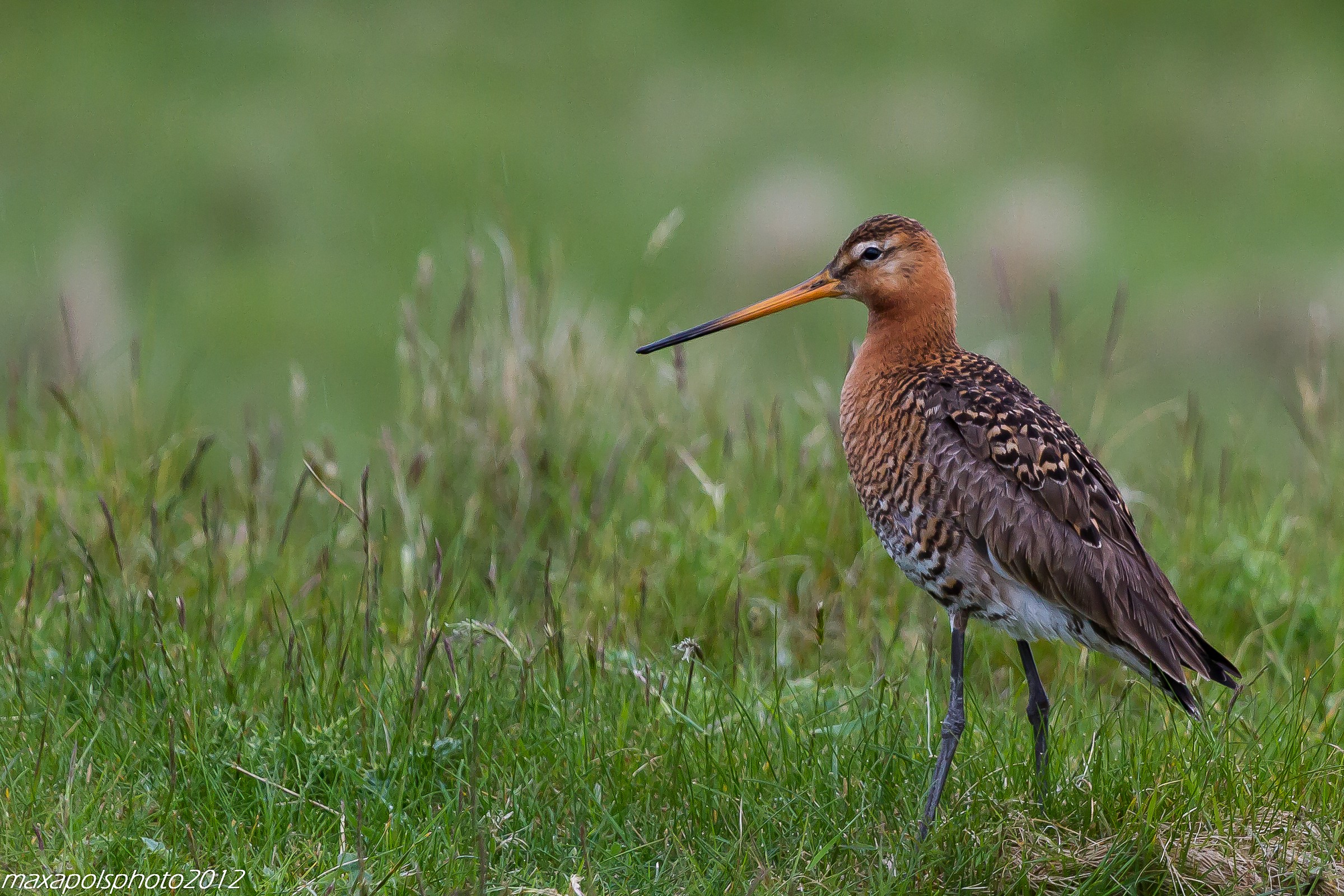 Black-tailed Godwit