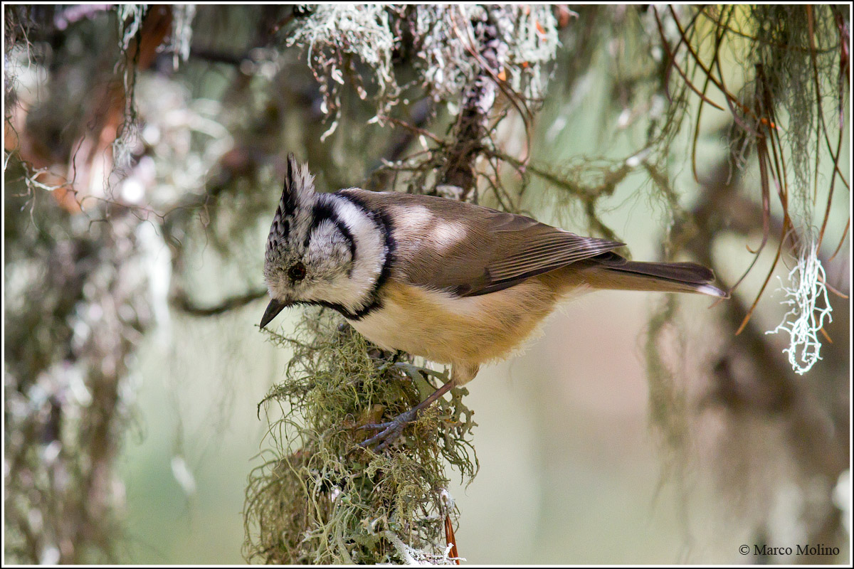 Parus cristatus - Cincia dal ciuffo