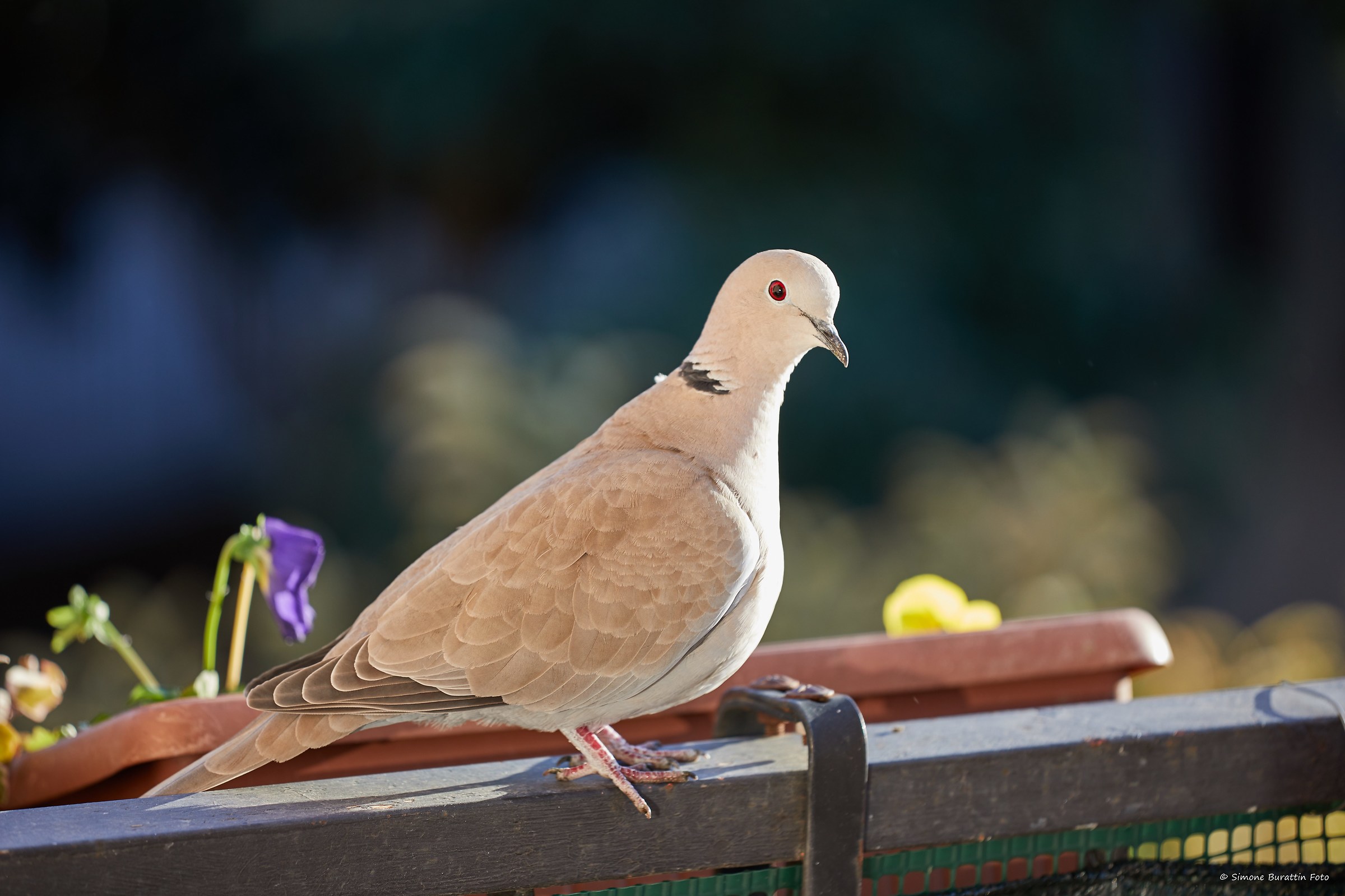 Birdlife on the Balcony of the House