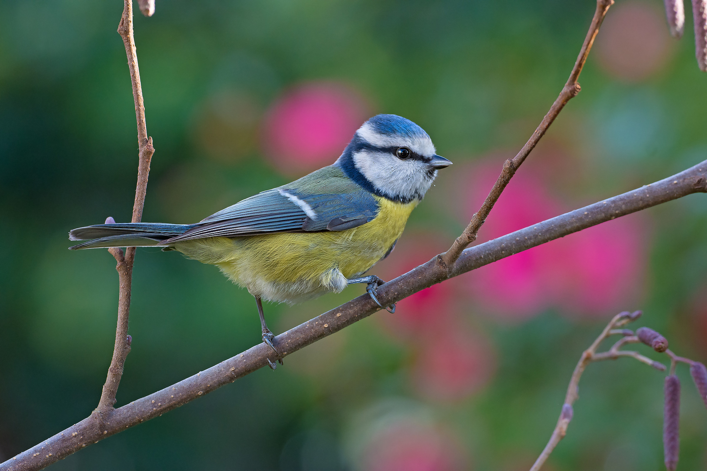 Blue tit walking in the garden