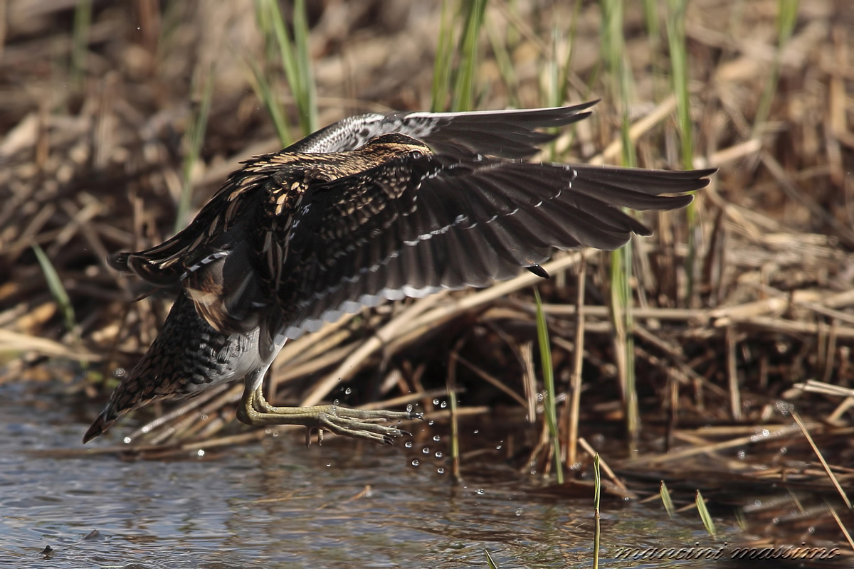 birth ciaooo (Gallinago Gallinago)