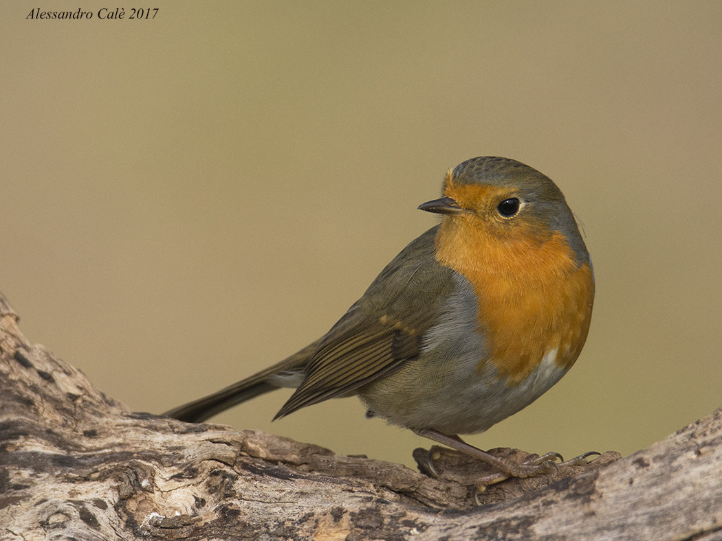 Erithacus nubecola (Petirosso) 4531