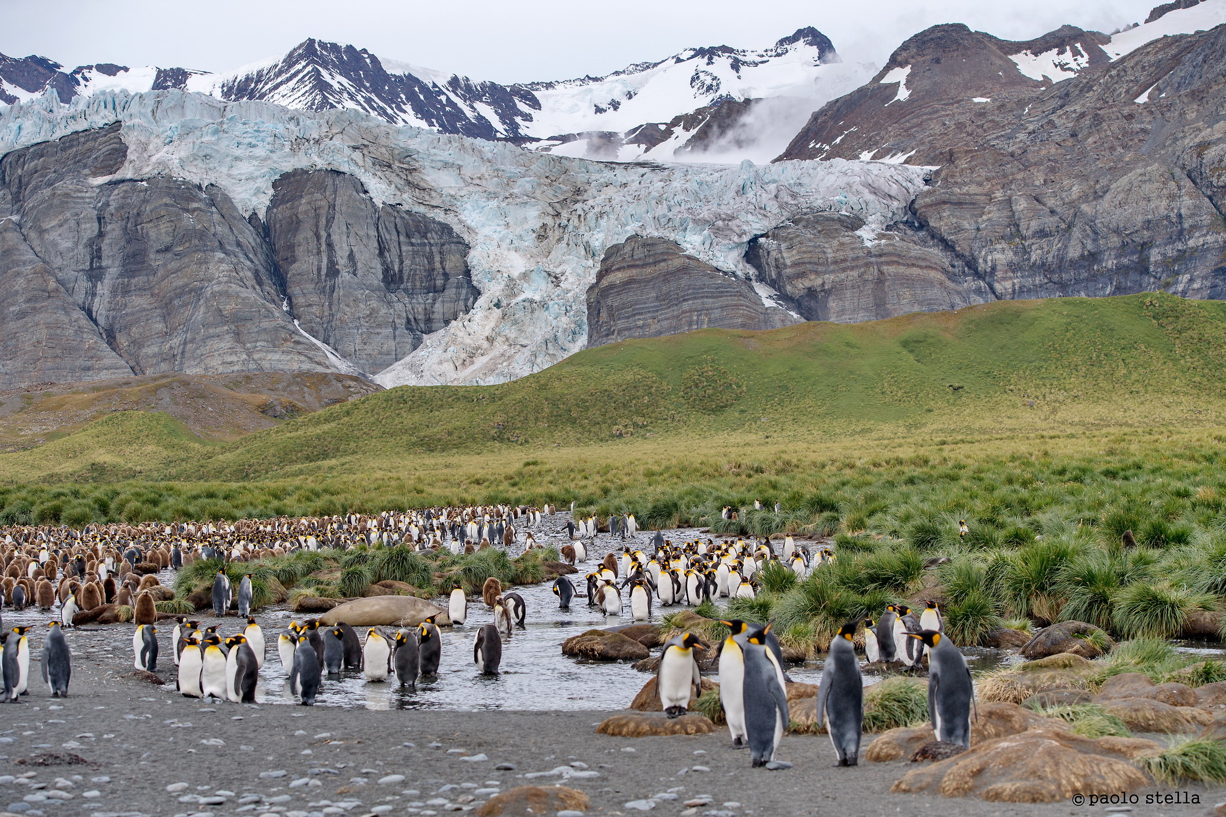King Penguin colony
