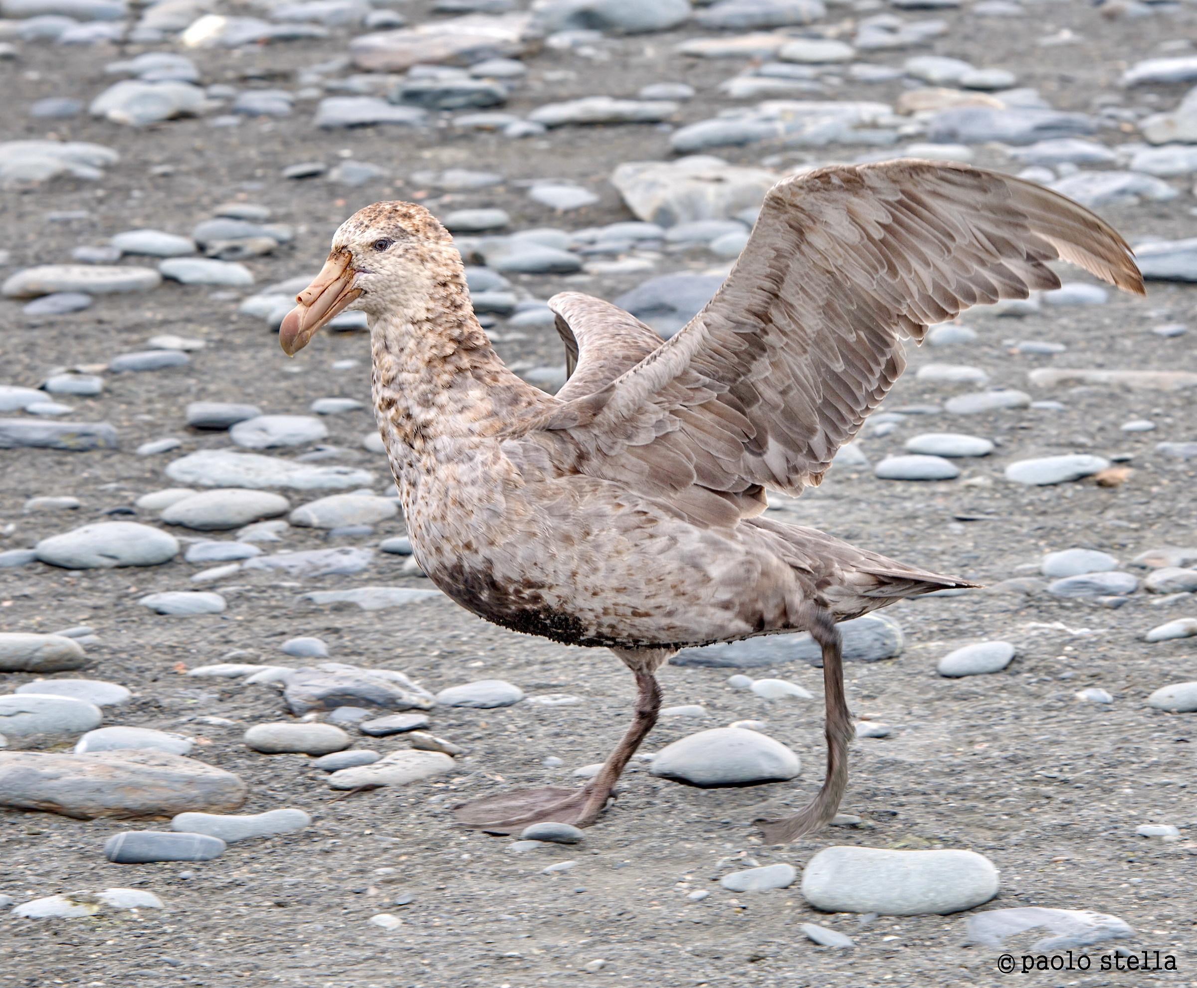 Southern giant petrel (Macronectes giganteus)