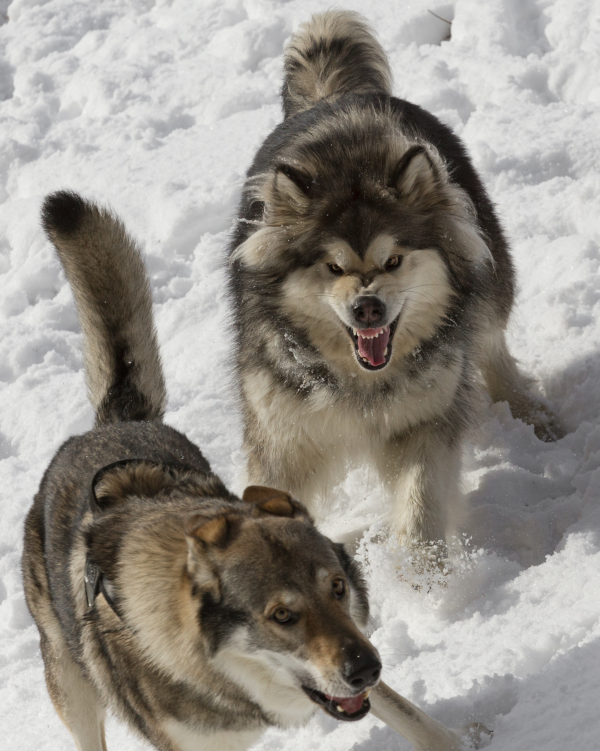 They are playing even if it does not seem