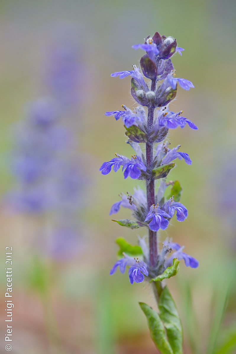 Ajuga reptans
