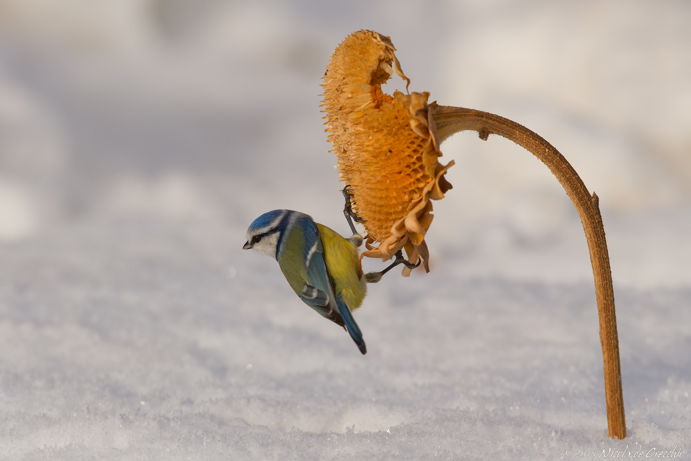 The blue tit on the sunflower
