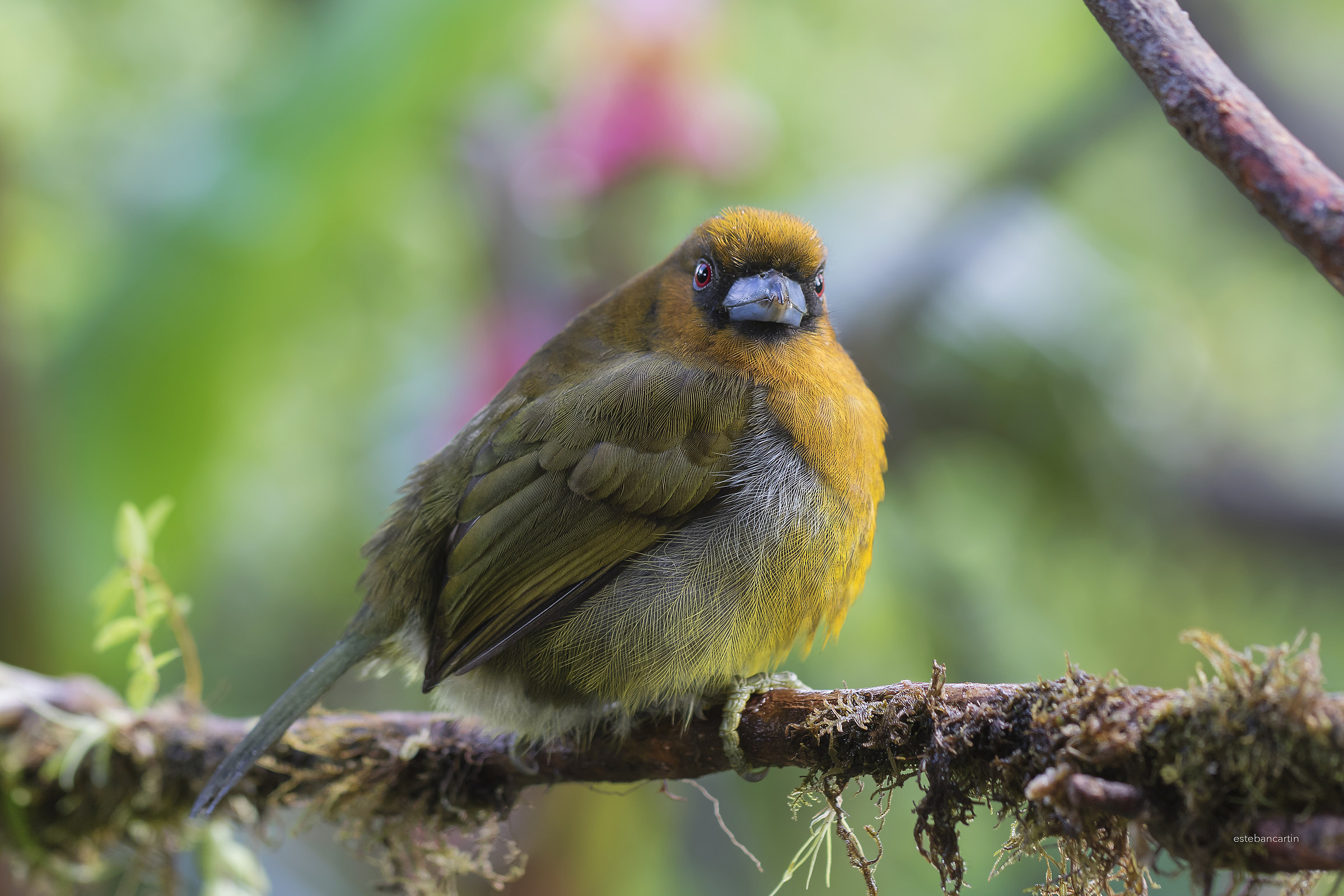 Prong-billed Barbet (Barbudo Cocora)