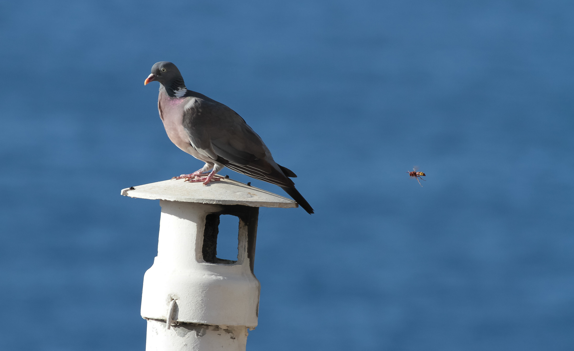 Non si può stare in pace neanche quassù....!