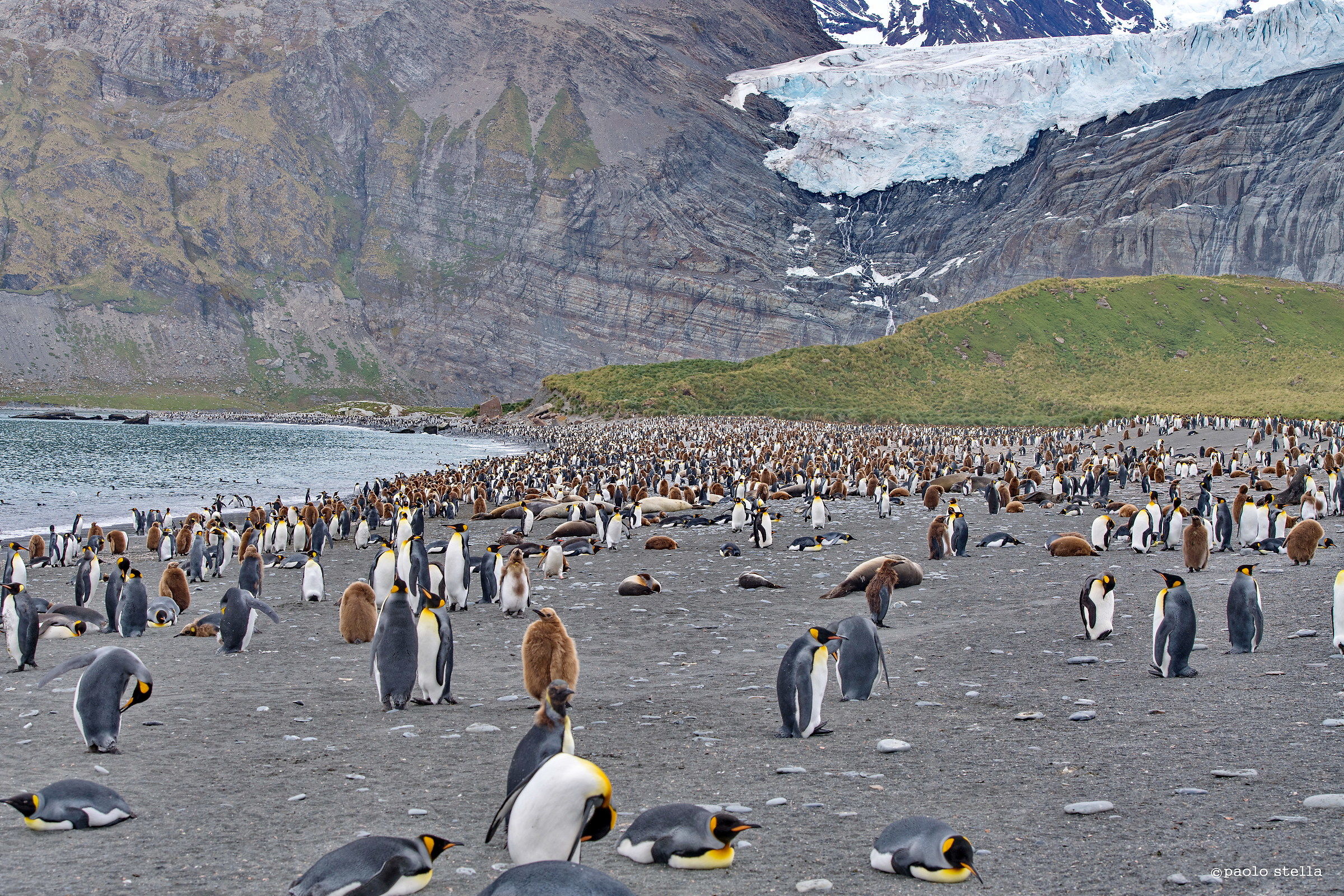 I pinguini della South Georgia