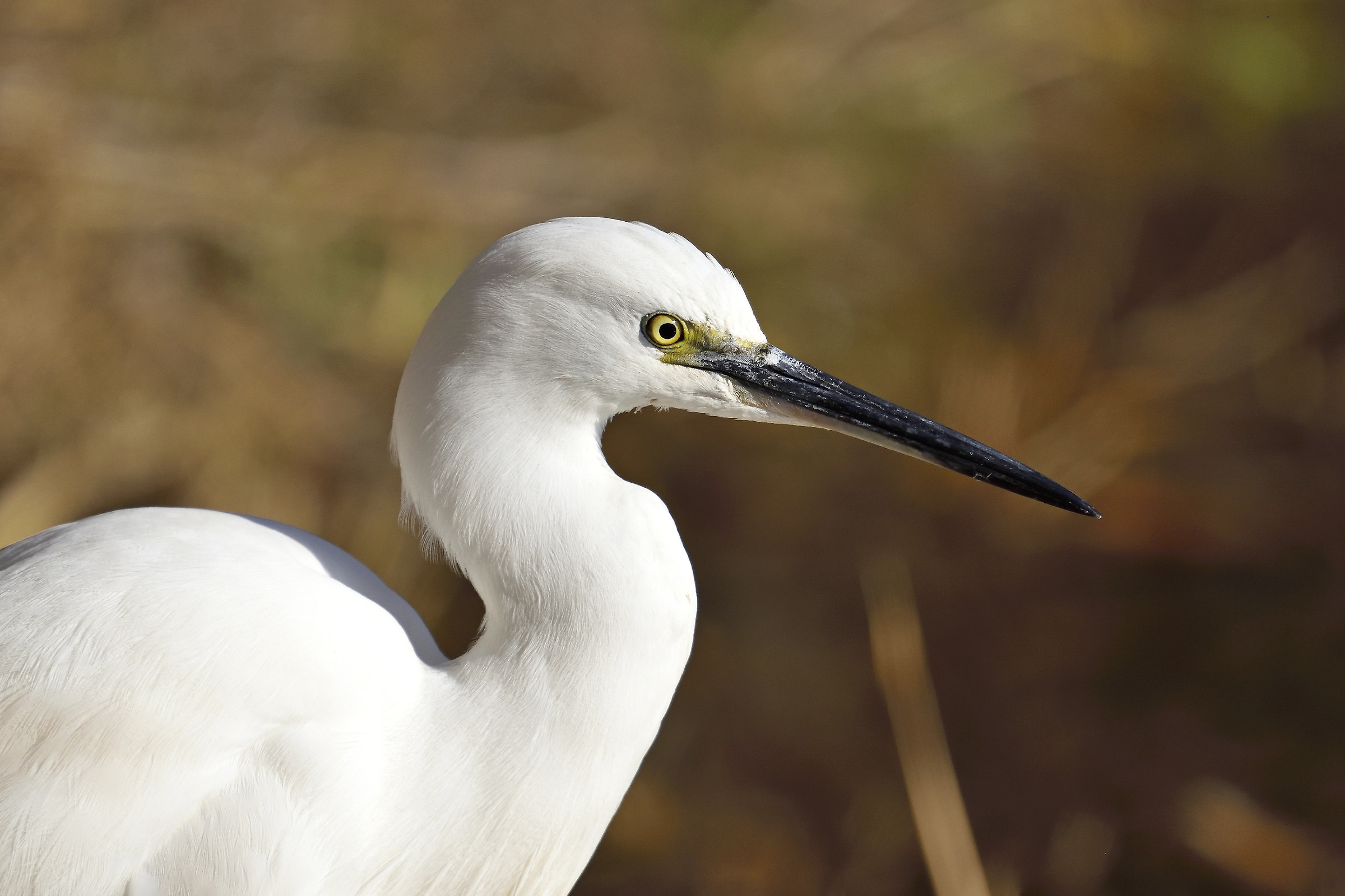 the eye of the little egret