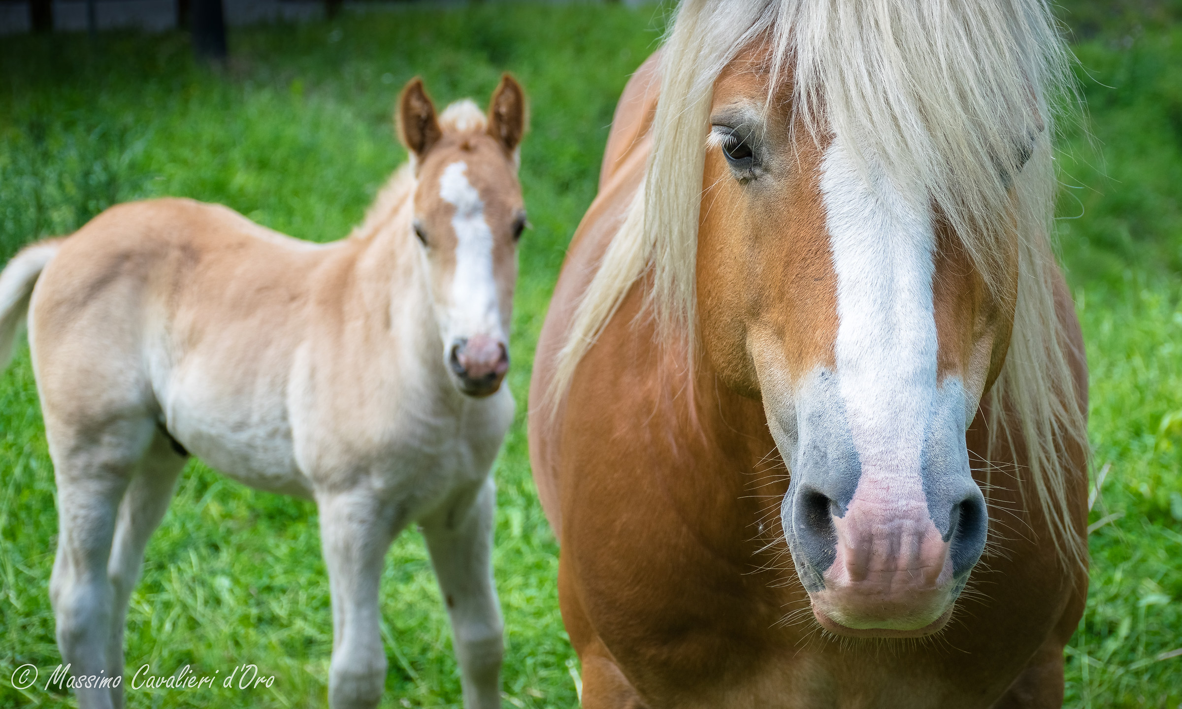 Cavalli ad Alagna Valsesia