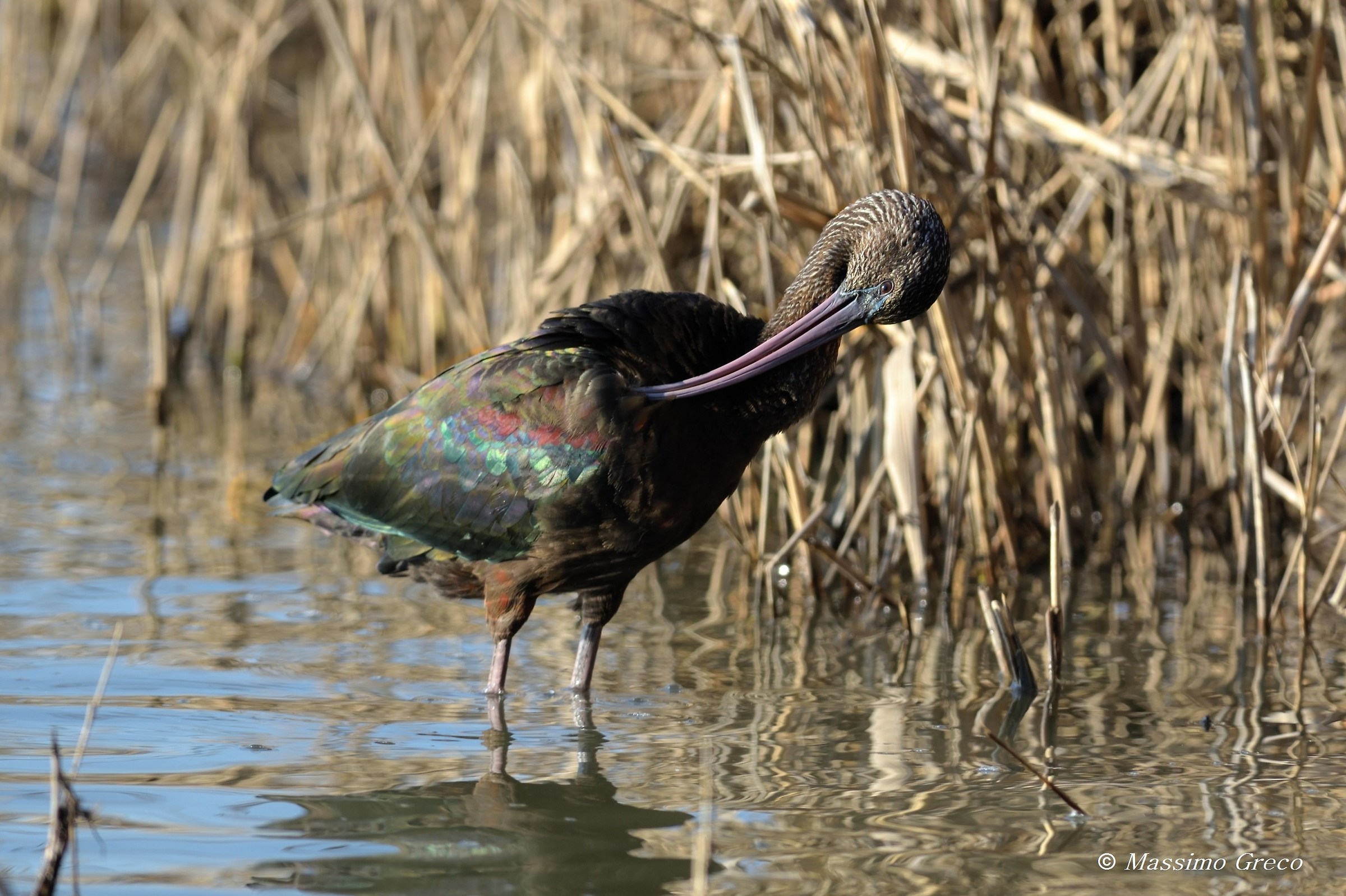 Mignattaio (Plegadis falcinellus)
