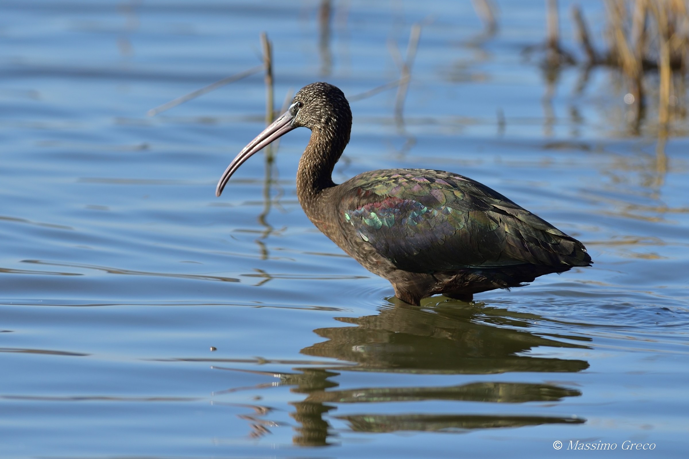 Mignattaio (Plegadis falcinellus)