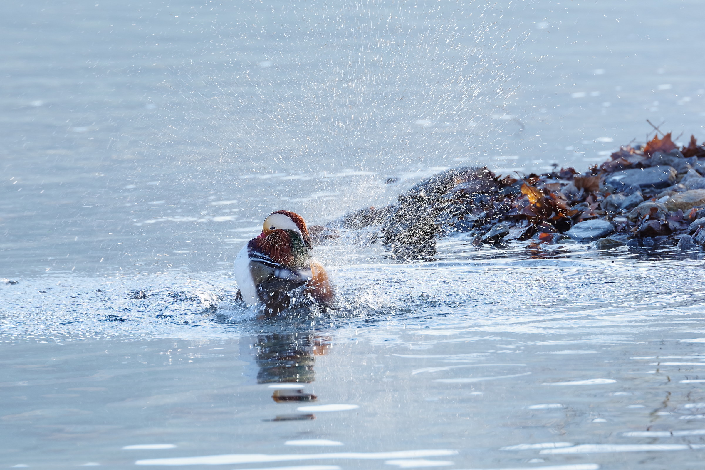 Duck Mndarina takes a bath