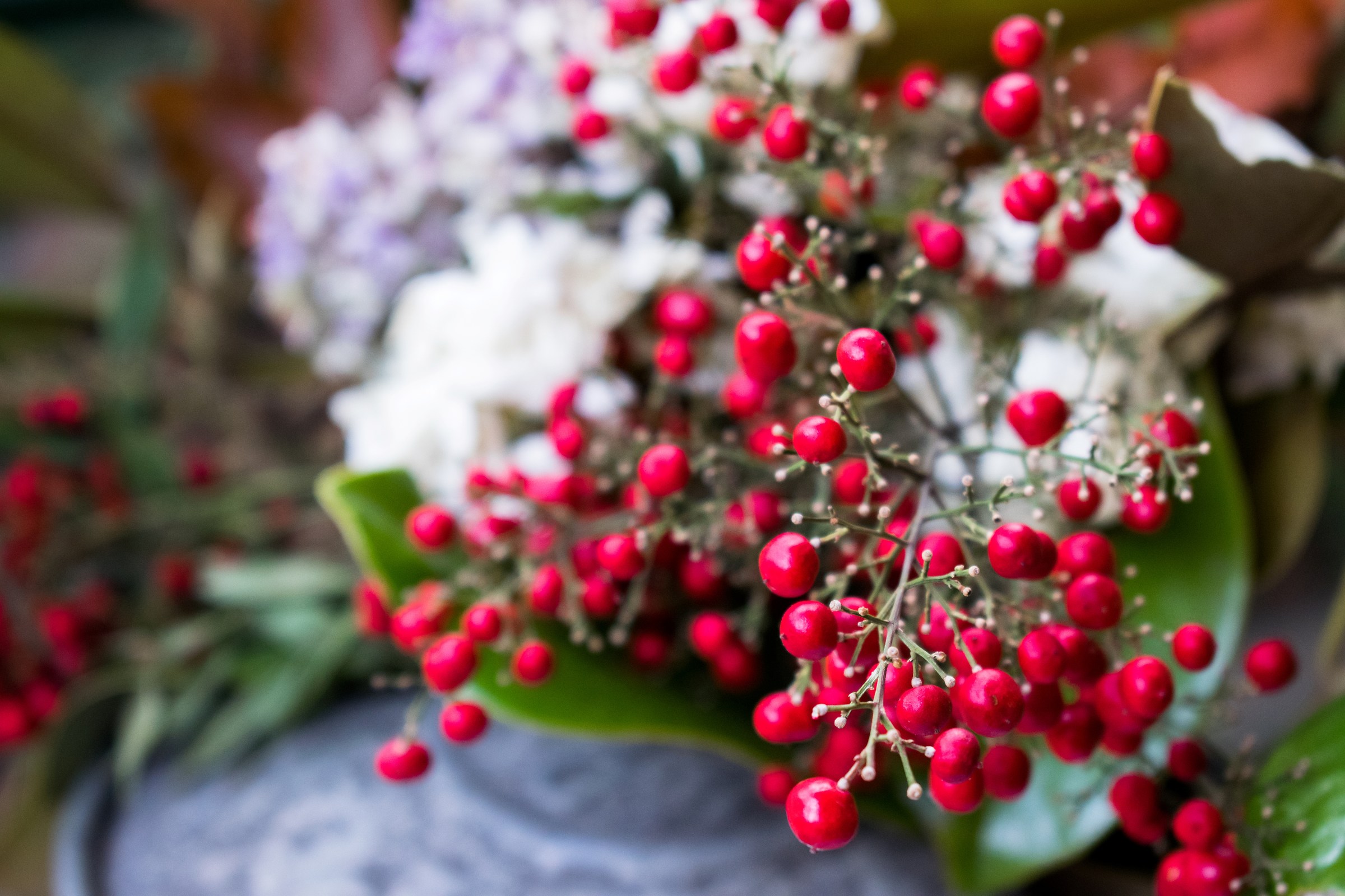Christmas flowers