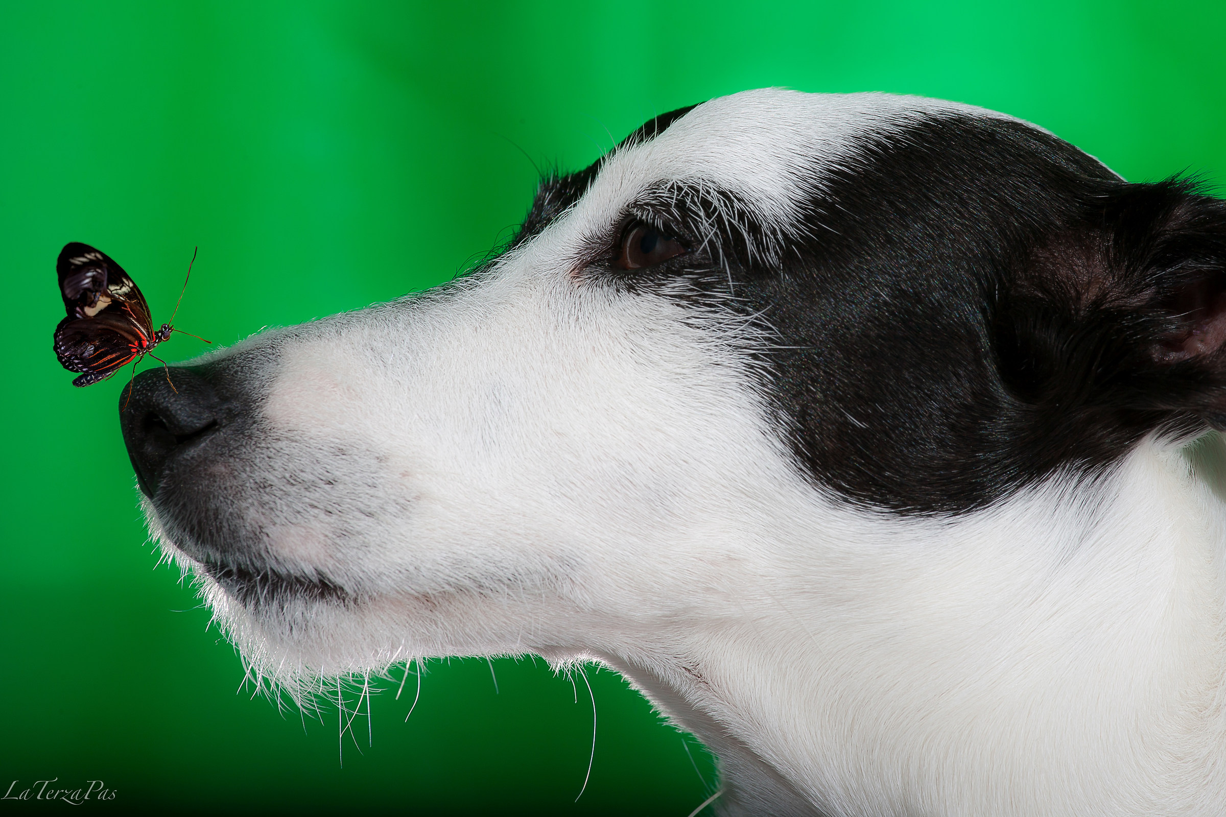 Jacky and the Butterfly