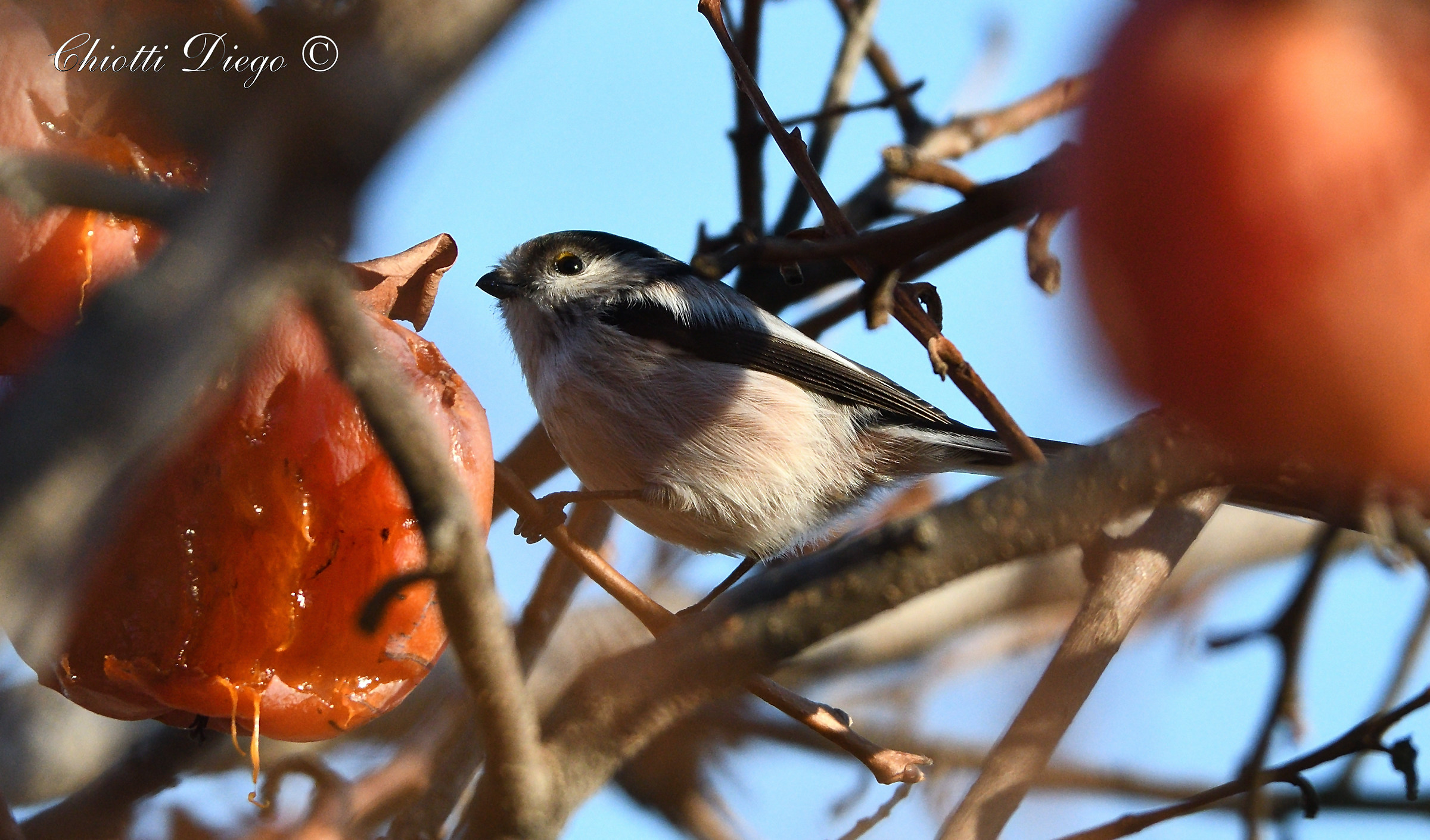 Long-tailed Tit