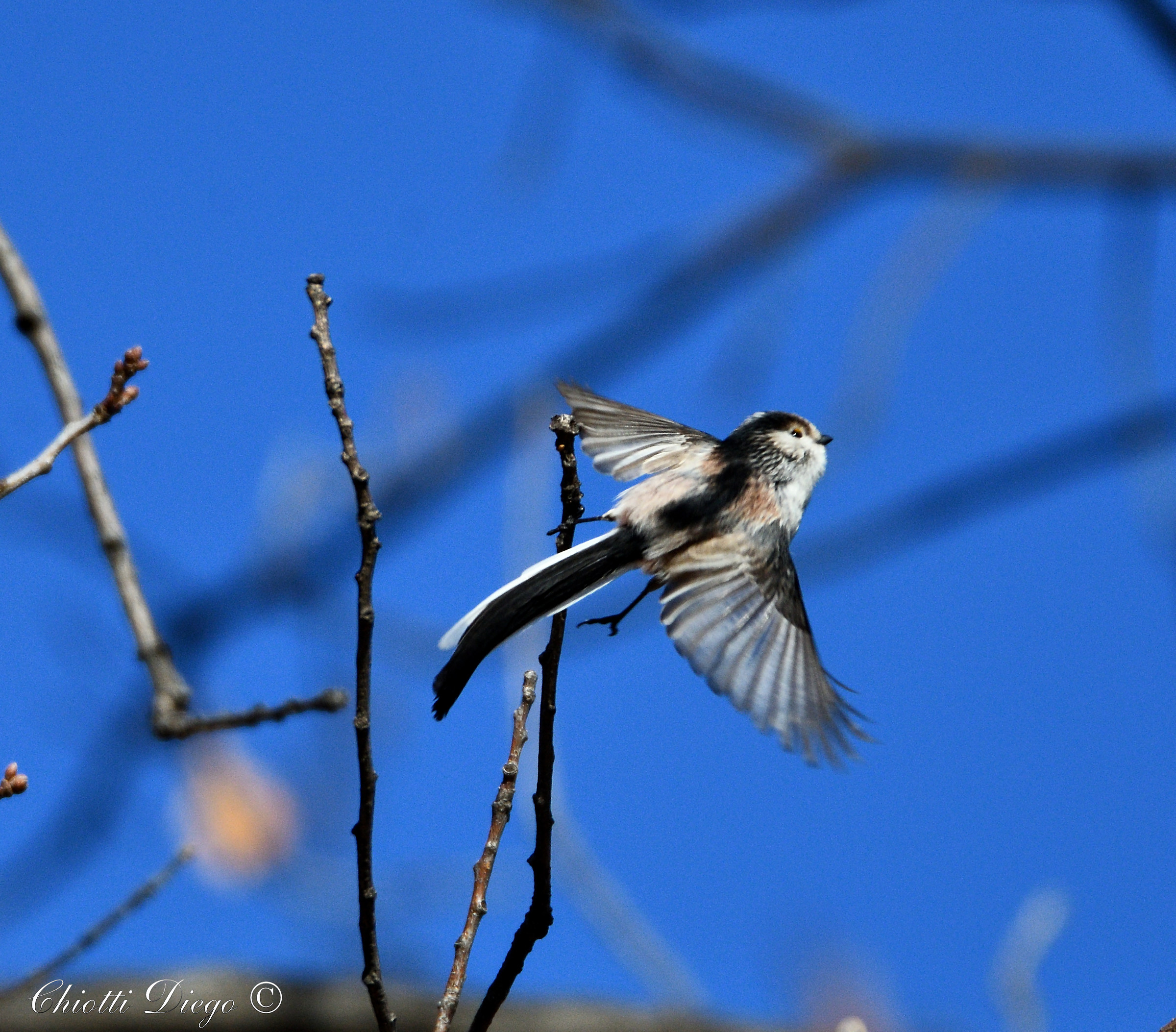 Long-tailed tit in flight