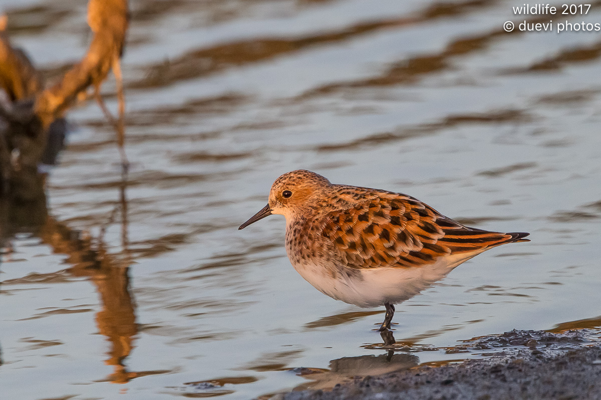At sunset - Calidris minuta