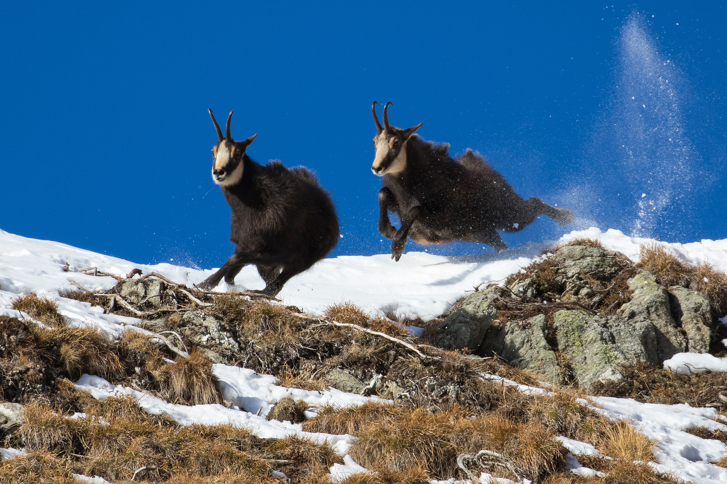 Lotta tra camosci