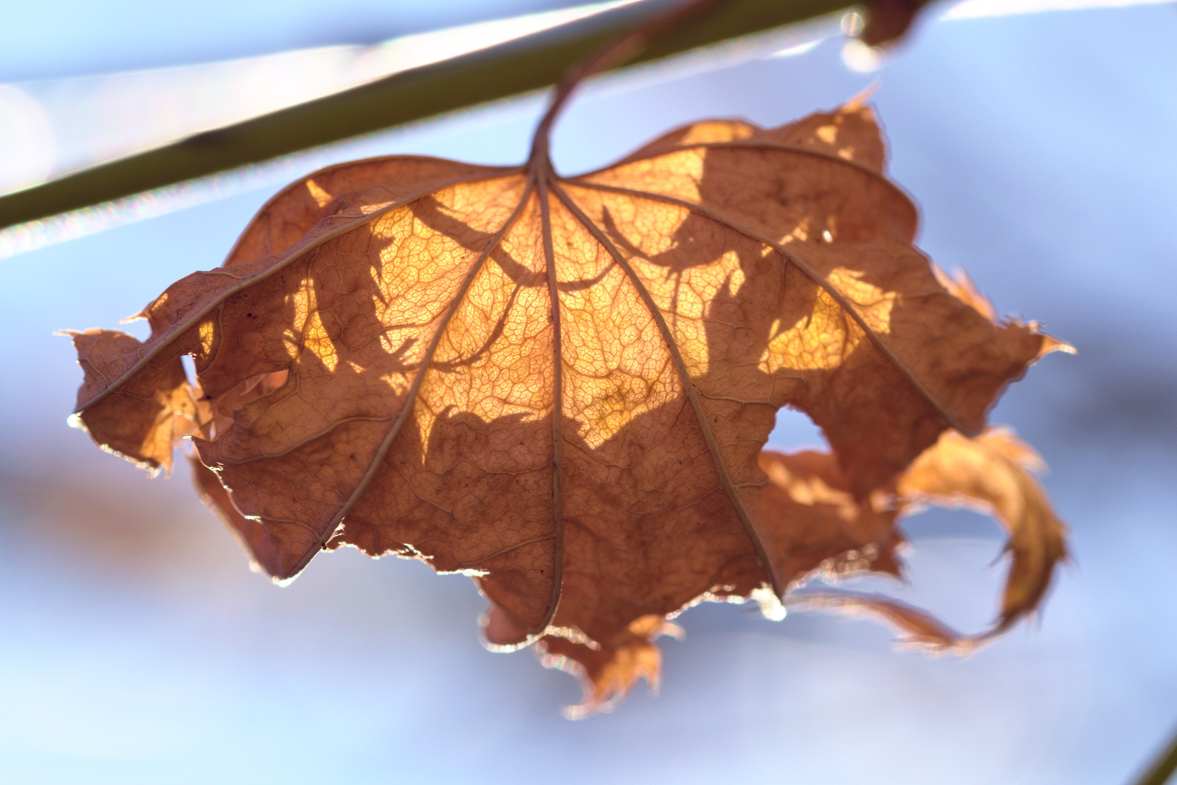 Il fascino delle foglie morte 1