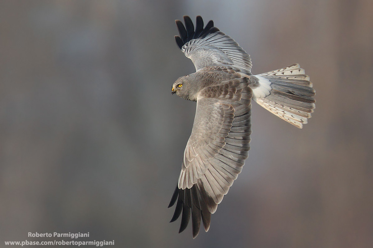 Freccia d'argento parte II