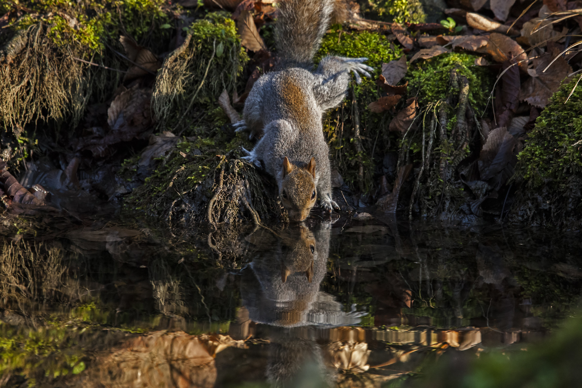 squirrel