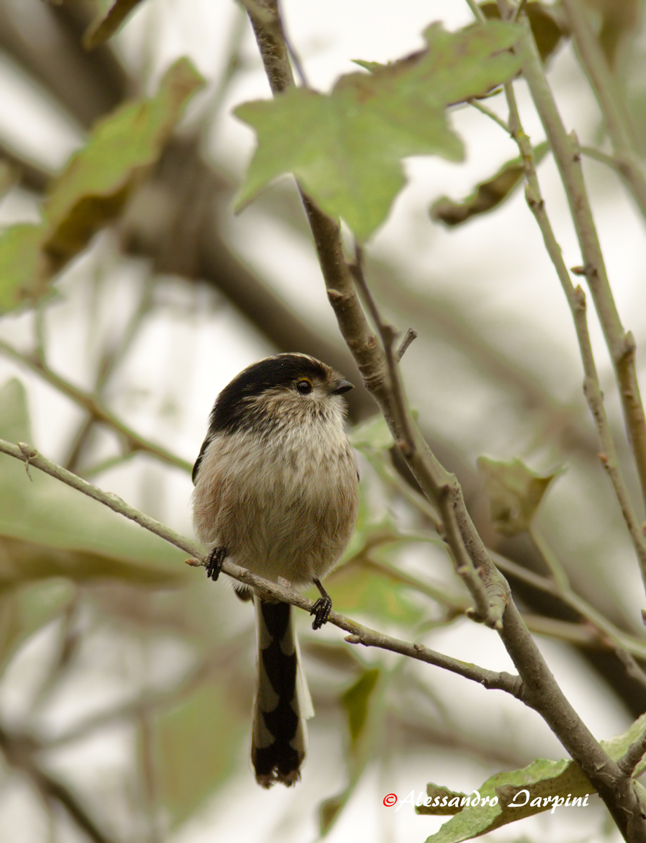 Long-tailed Tit