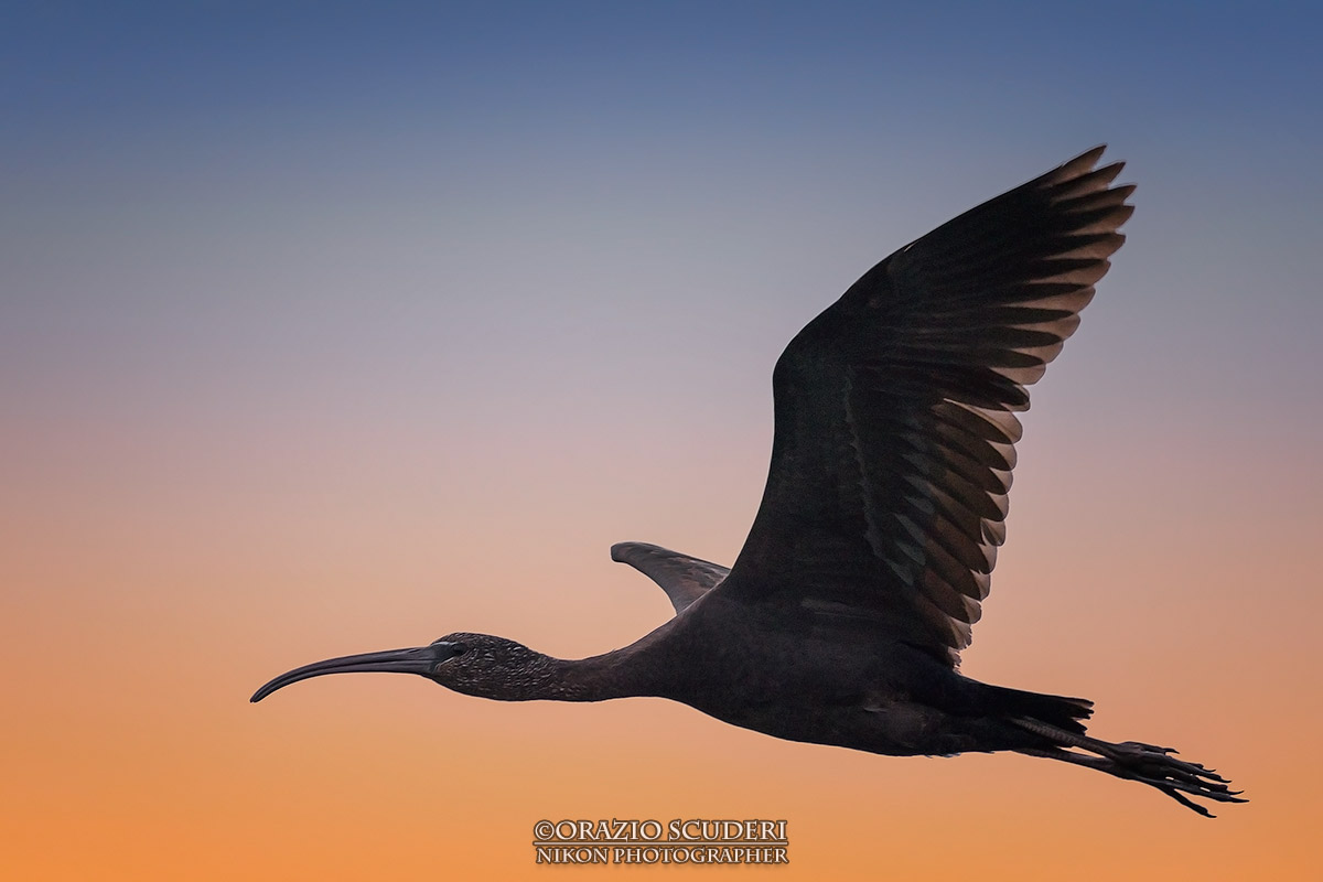 Plegadis falcinellus